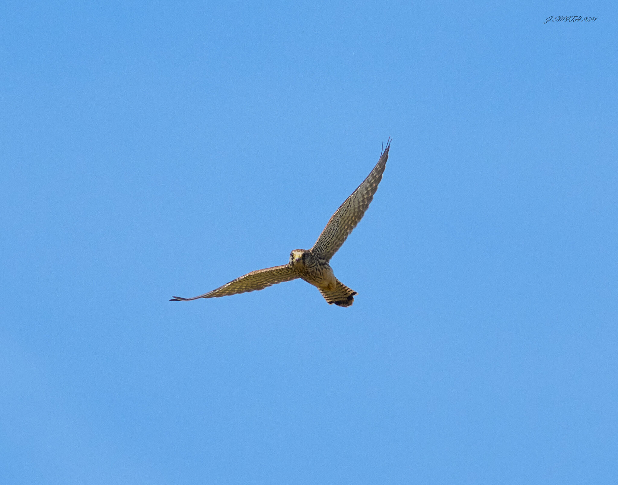 kestrel 2024.jpg