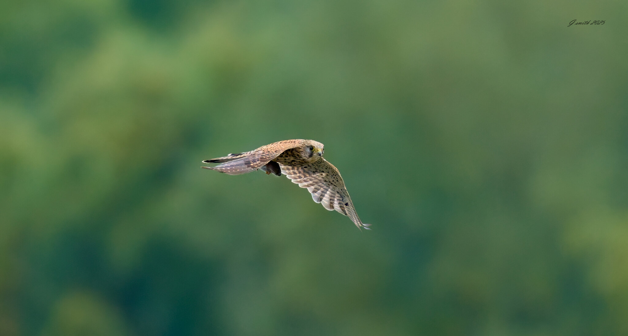 kestrel 2025 281.jpg