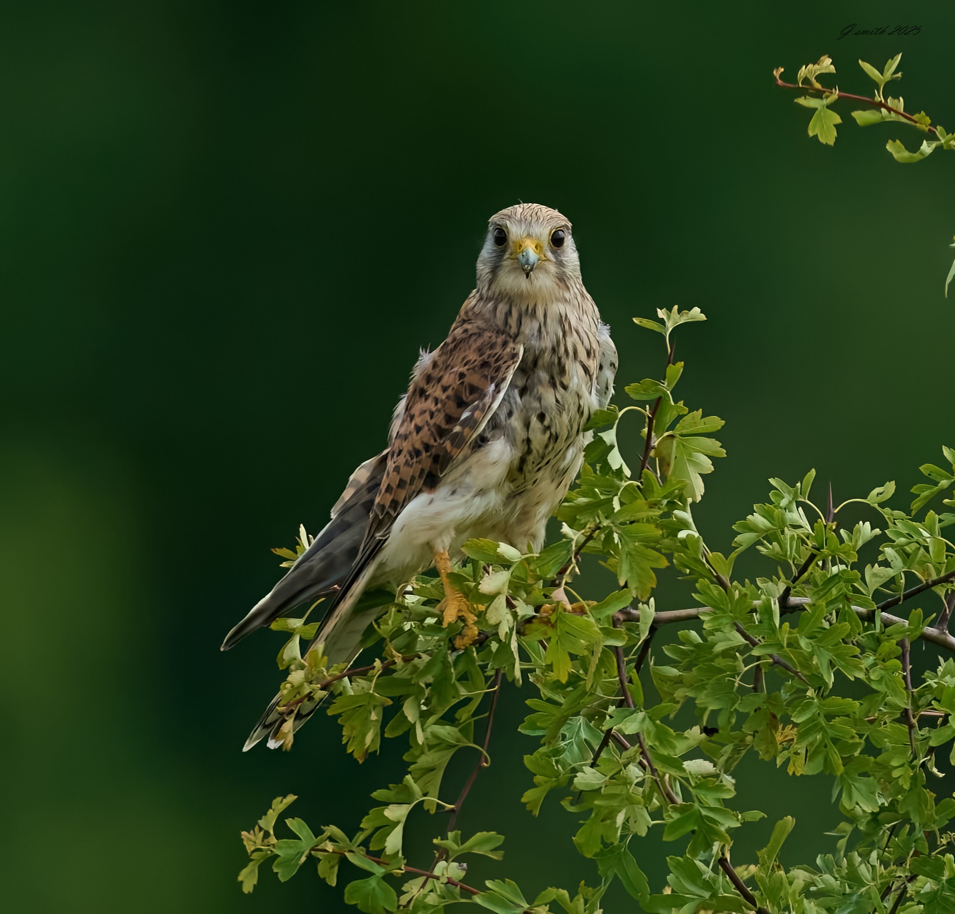 kestrel 2025 294.jpg