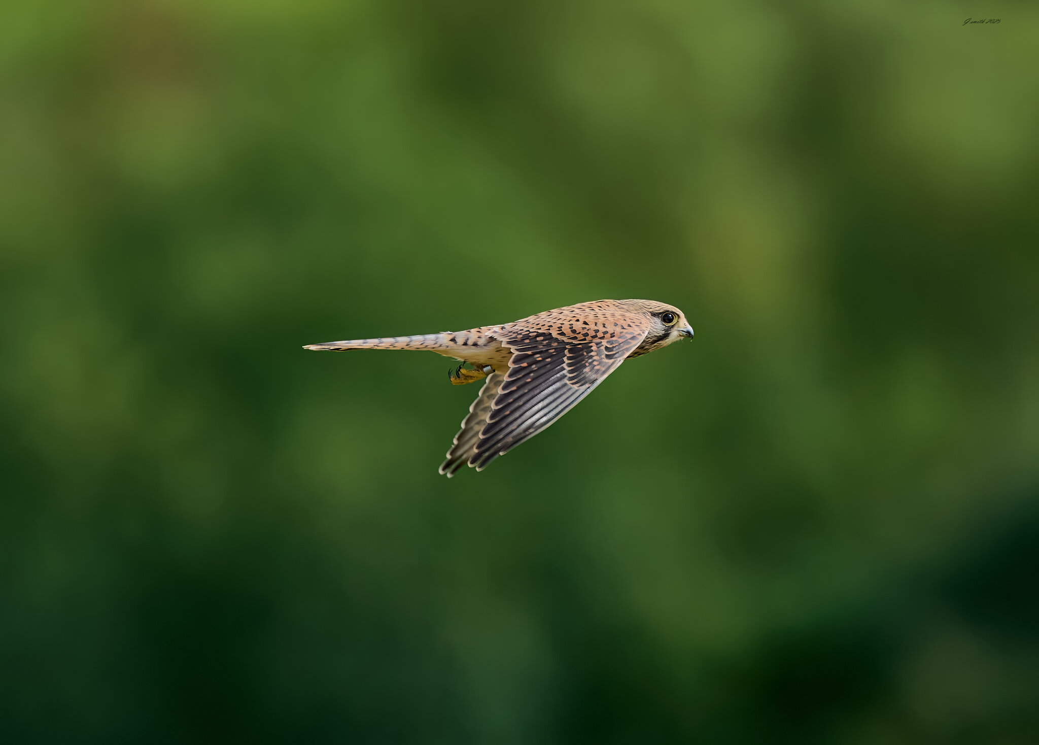 kestrel 2025 295.jpg