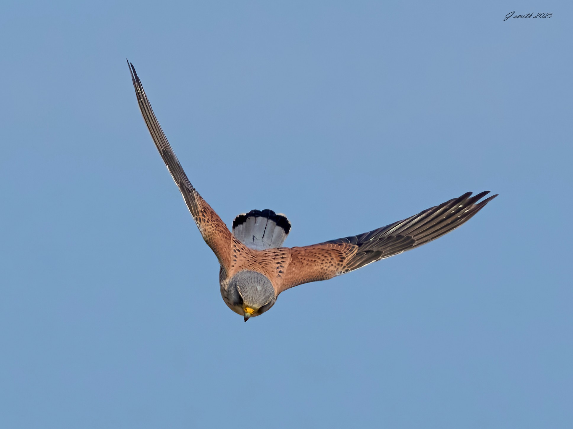 kestrel 2025 301.jpg
