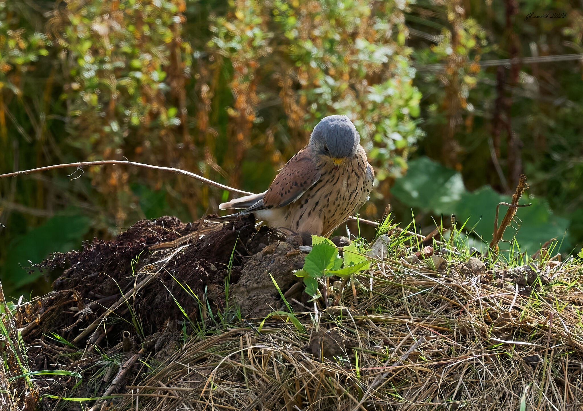 kestrel 2025 316.jpg