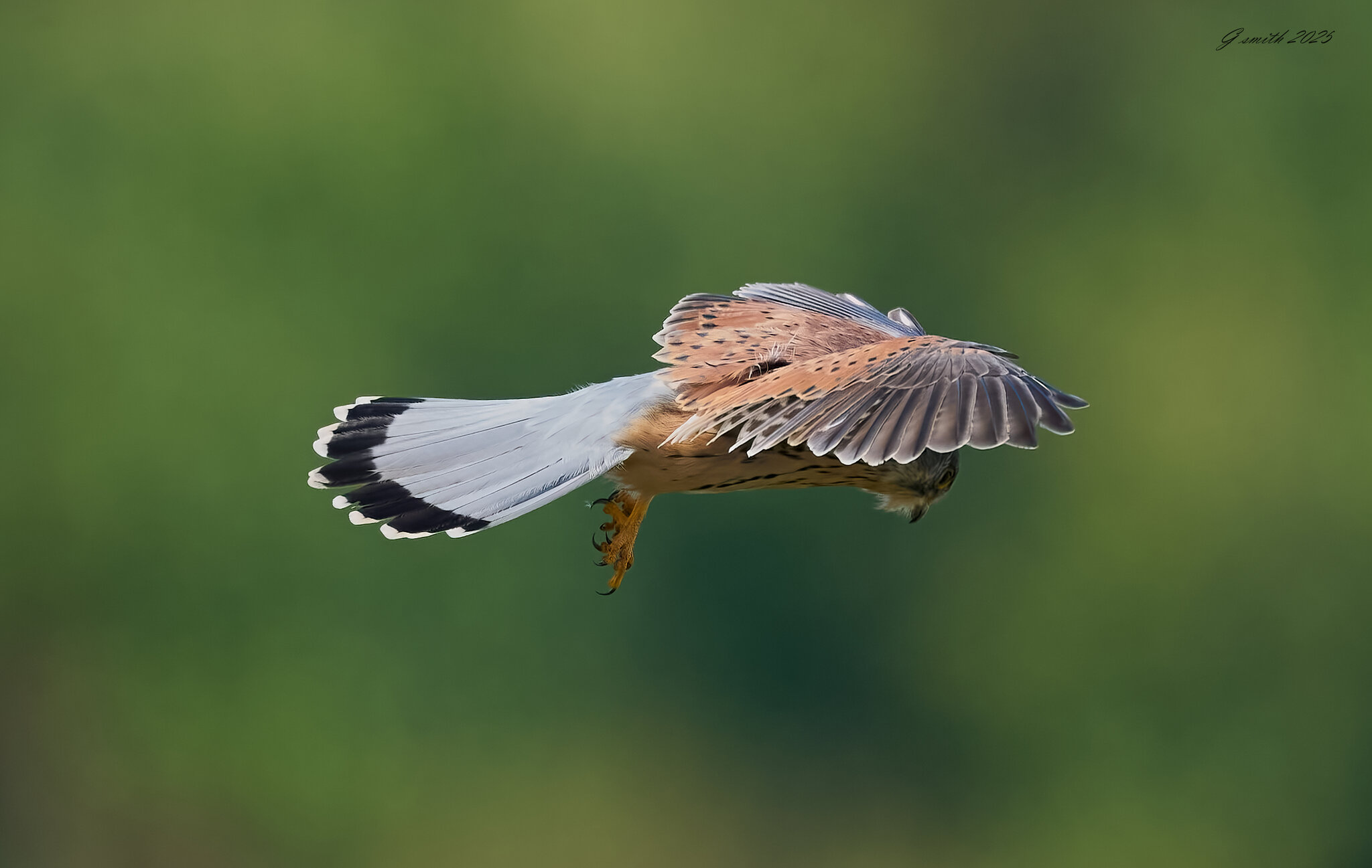 kestrel 2025 319.jpg