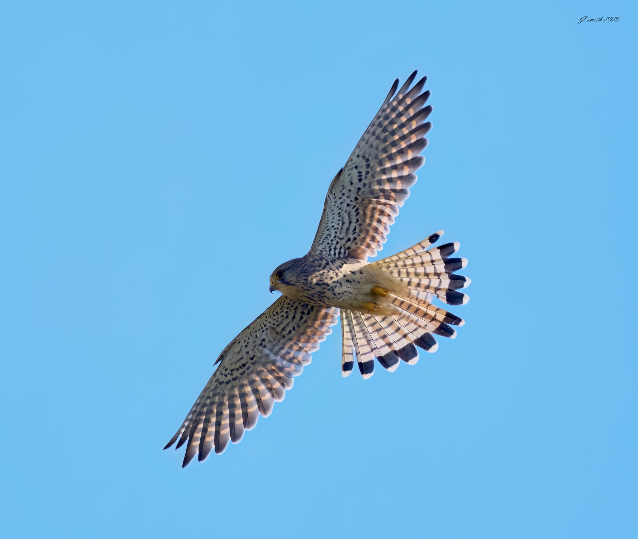 kestrel 2025 341.jpg