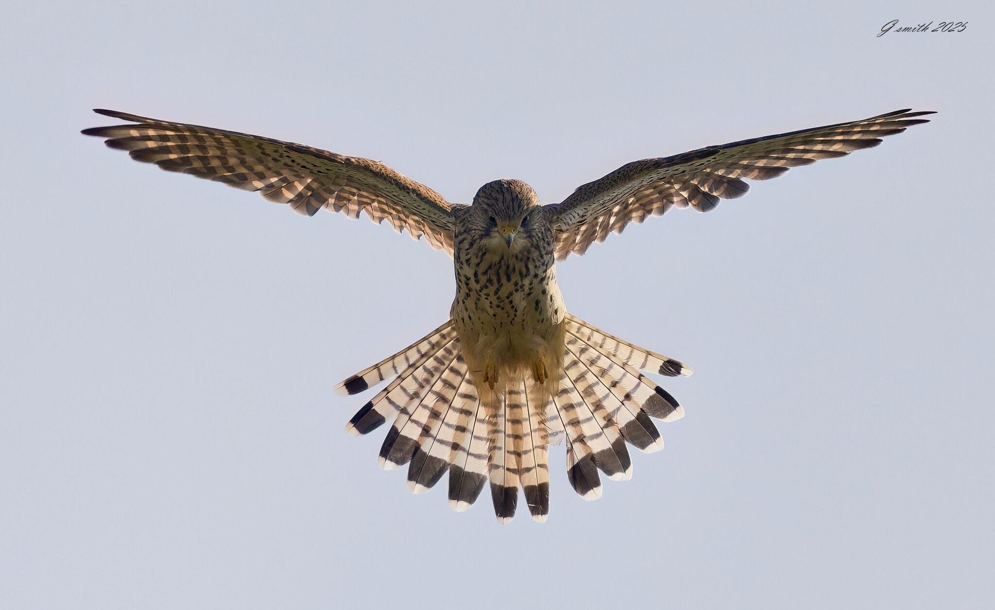 kestrel 2025 342.jpg