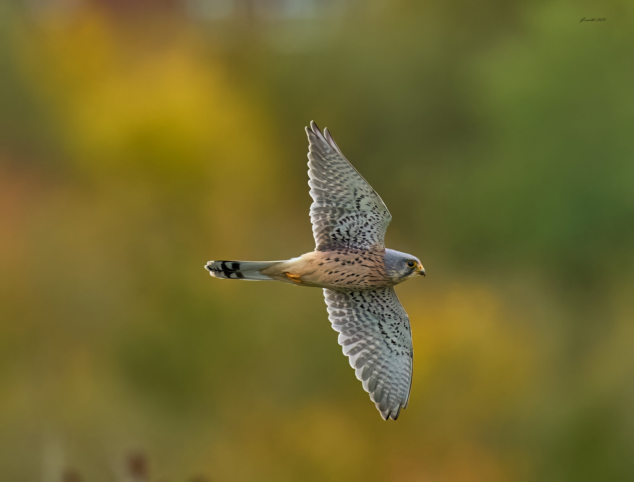 kestrel 2025 385.jpg