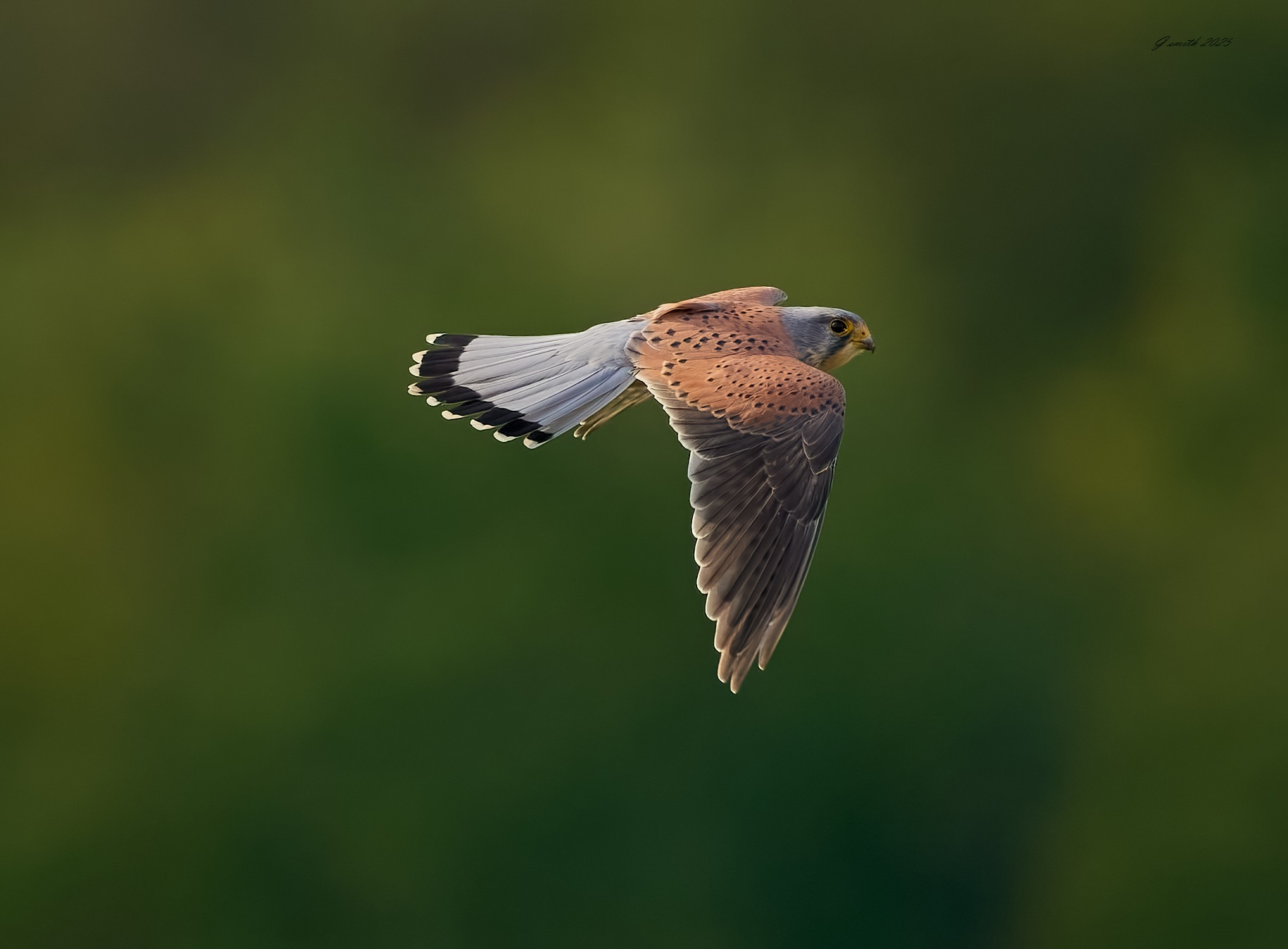kestrel 2025 389.jpg