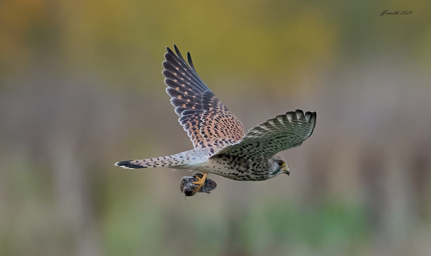 kestrel 2025 394.jpg