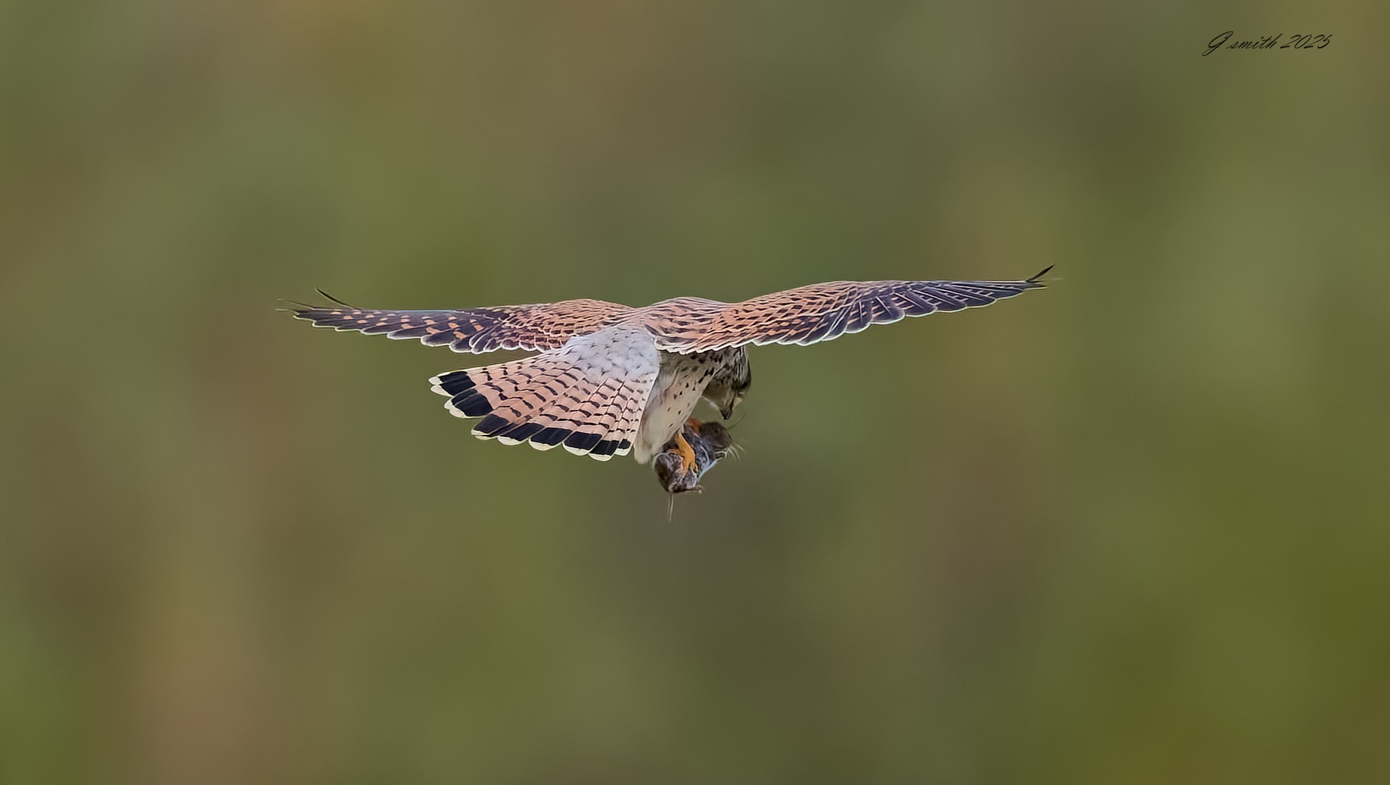 kestrel 2025 414.jpg