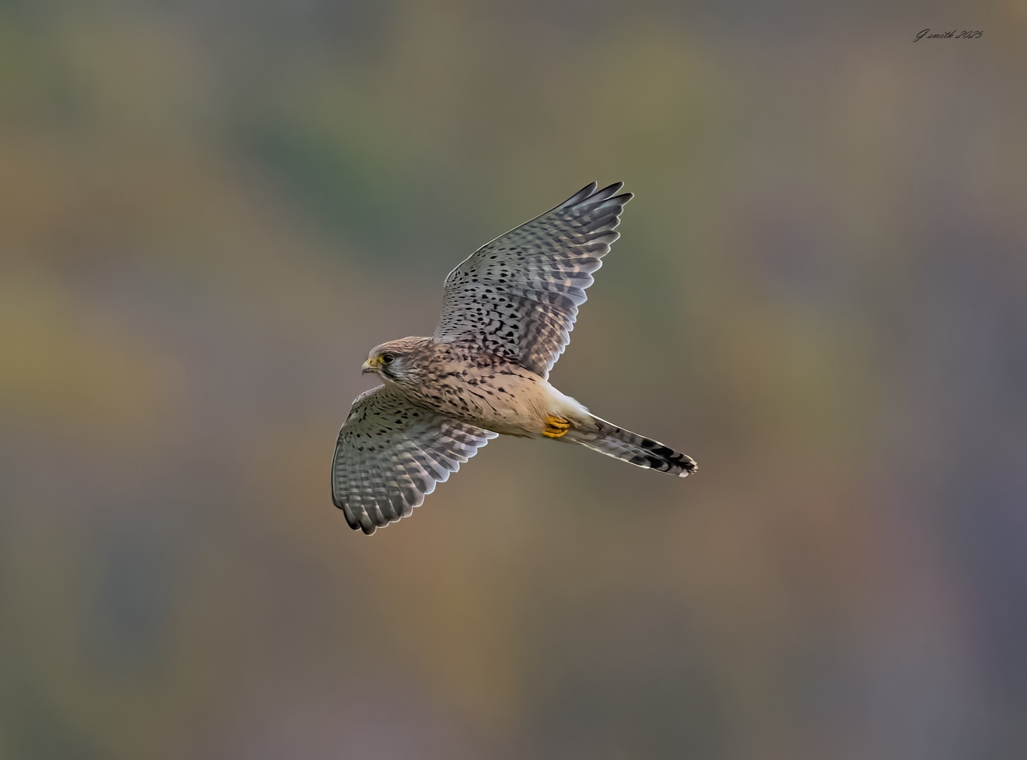 kestrel 2025 478.jpg