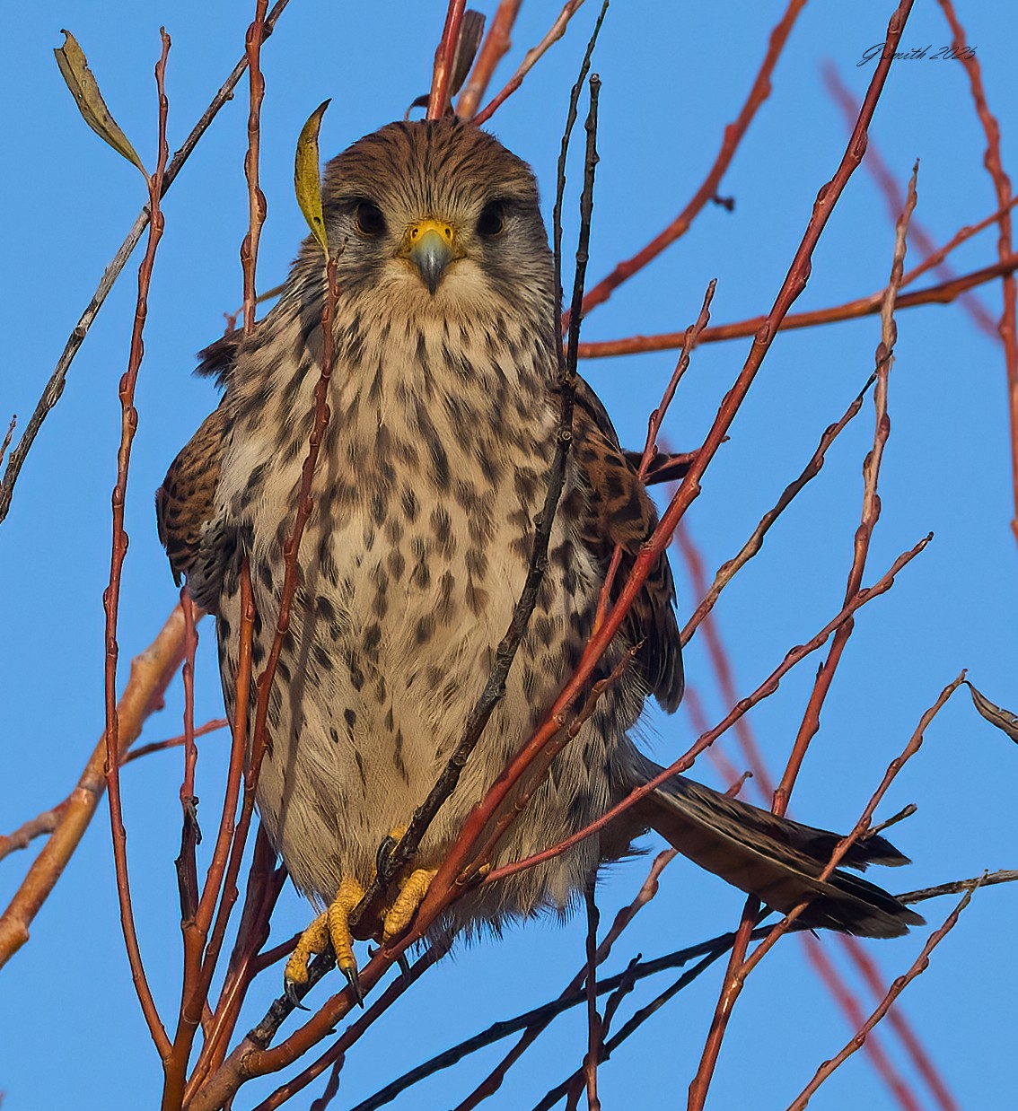 kestrel 2025 495.jpg