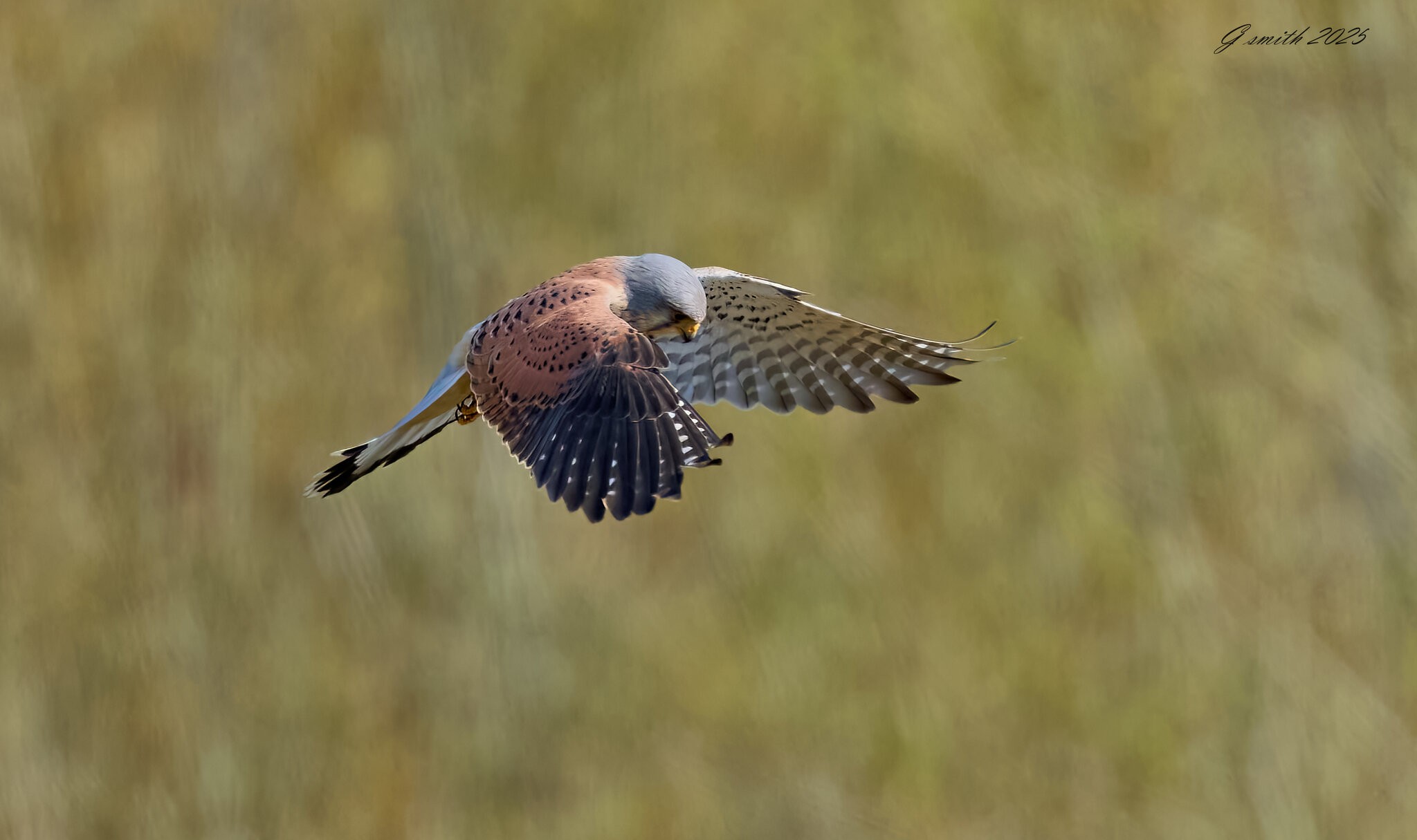 kestrel 2025_1.jpg