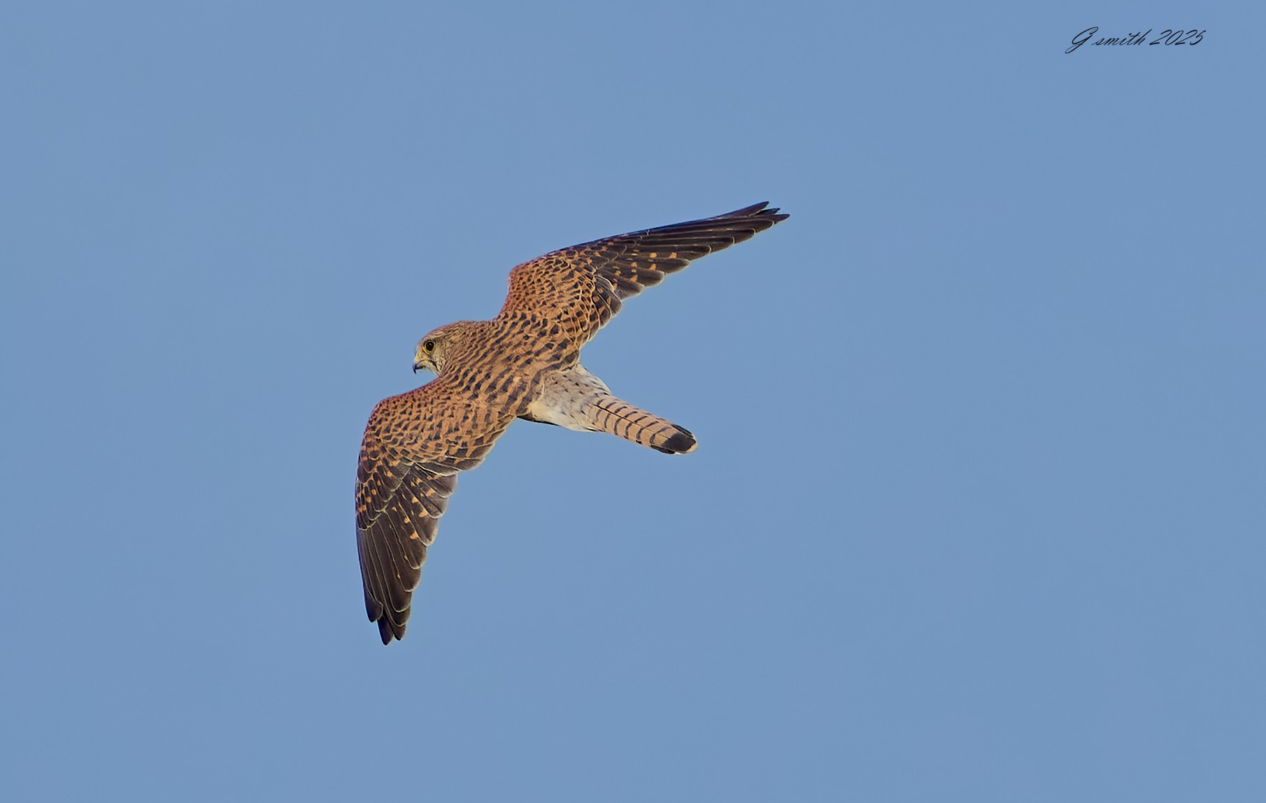 kestrel 2025_356.jpg
