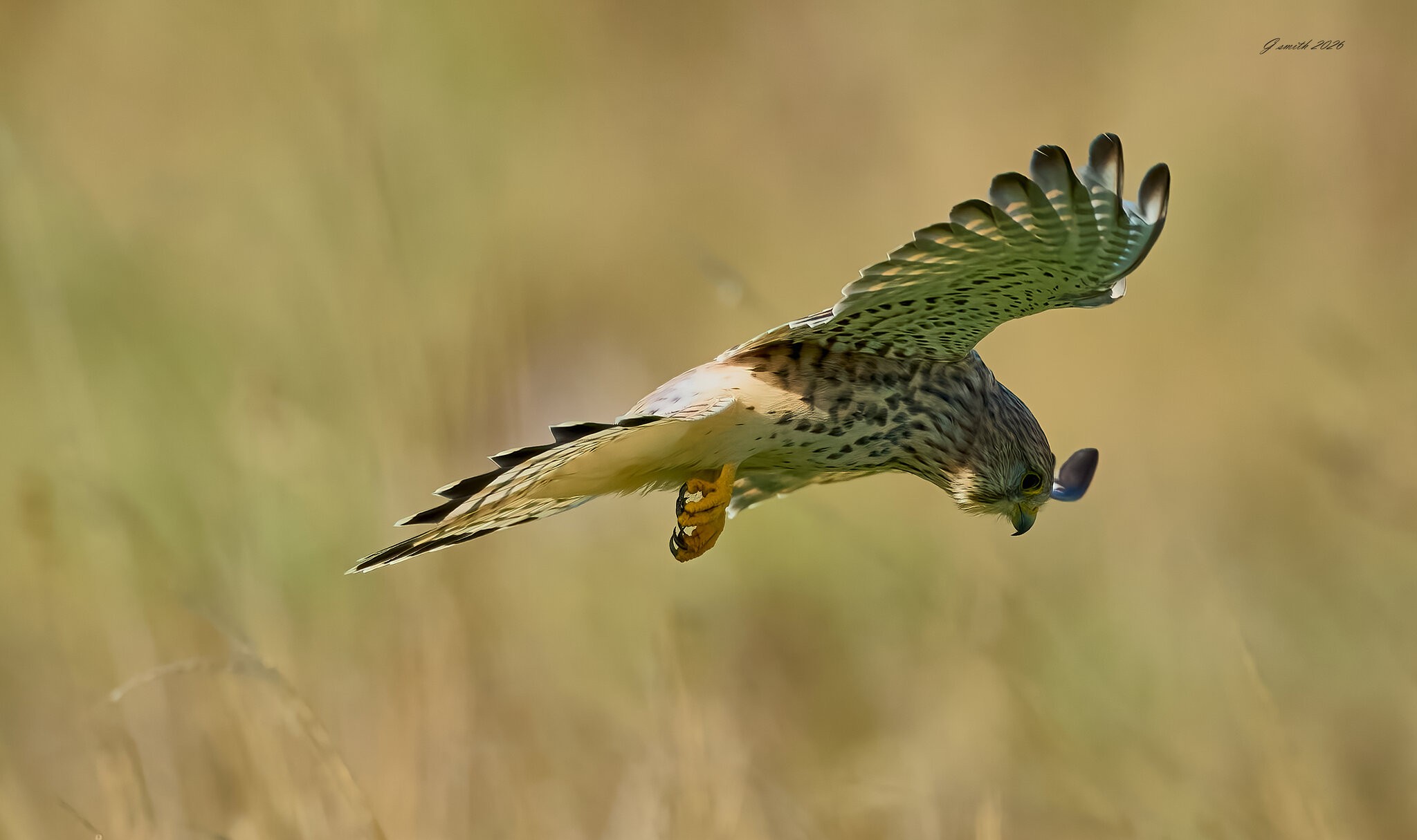 kestrel 2026_104.jpg