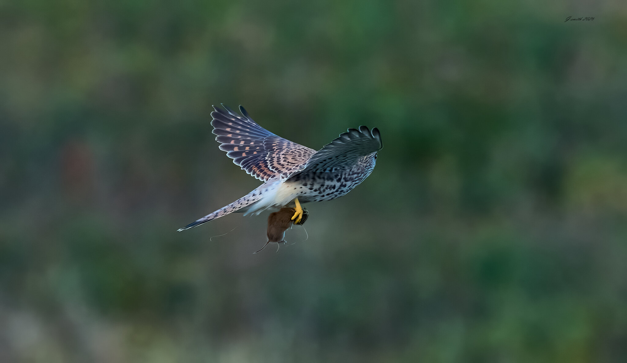 kestrel 2026_121.jpg
