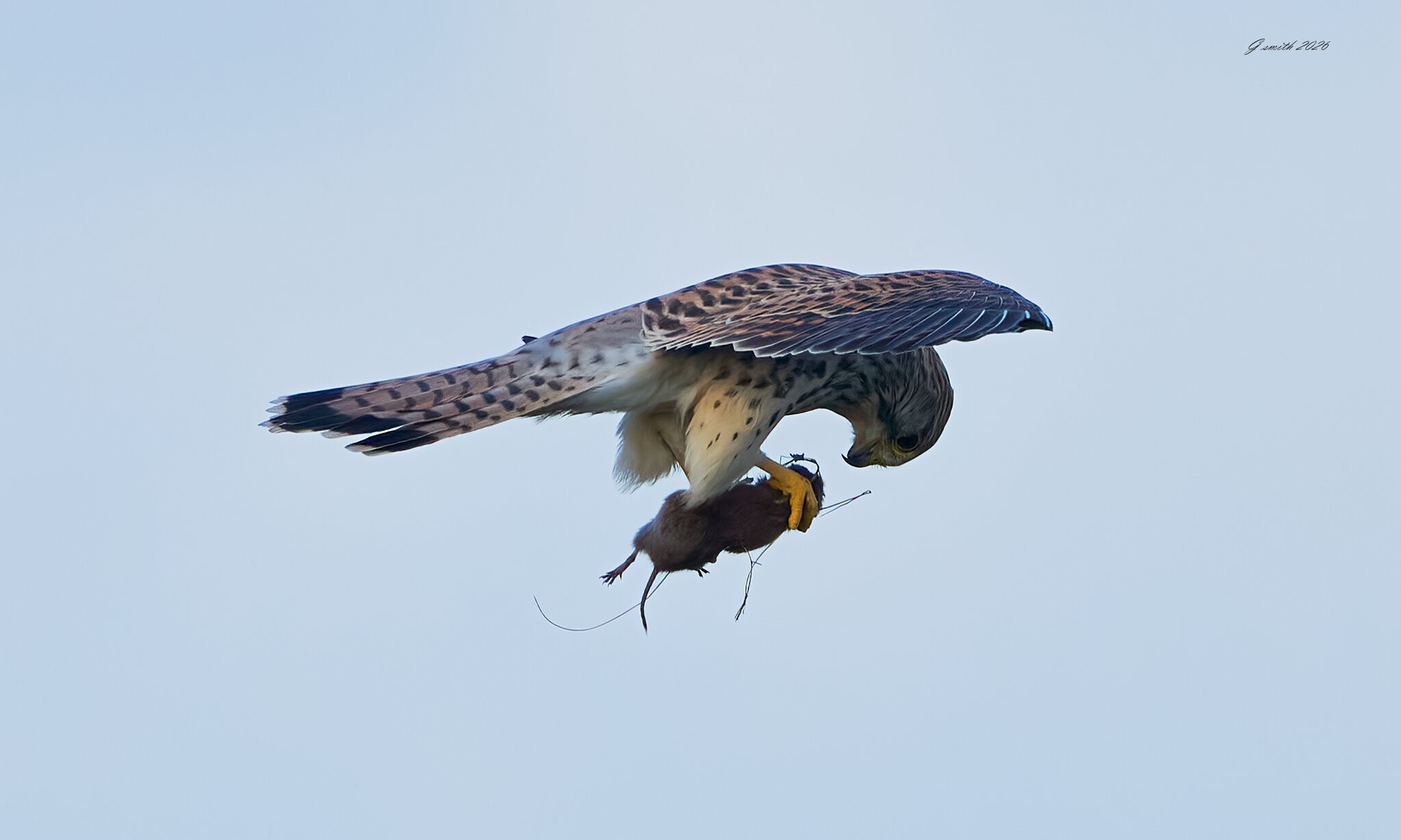 kestrel 2026_148.jpg