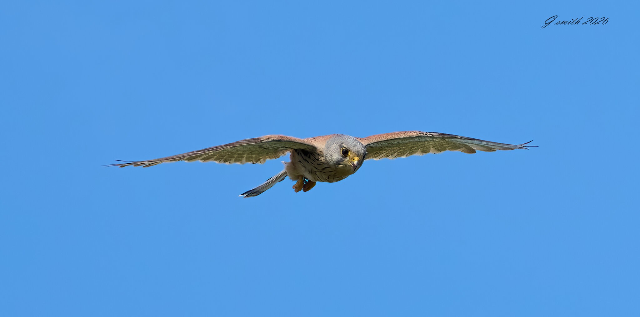 kestrel 2026_21.jpg