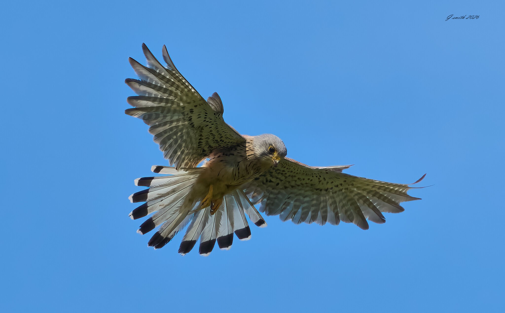 kestrel 2026_25.jpg