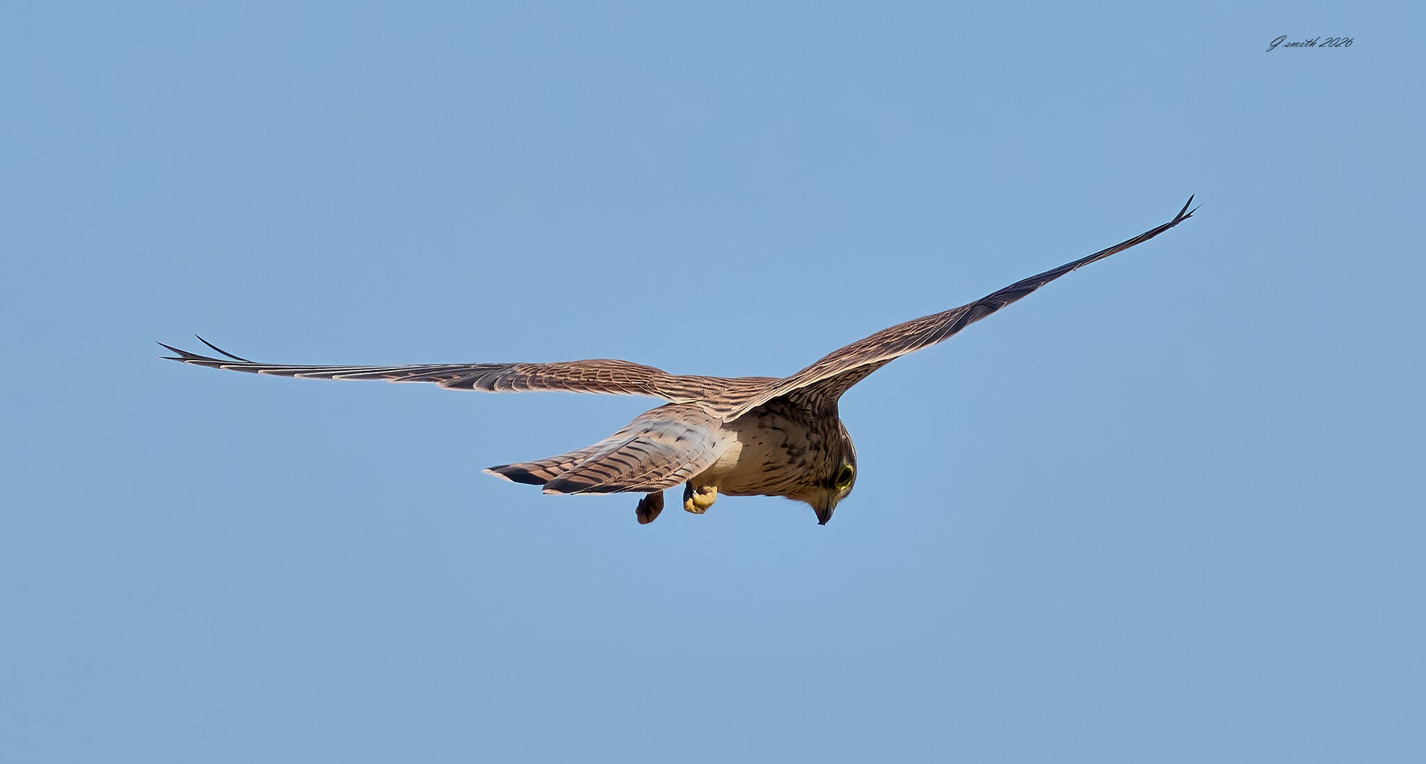 kestrel 2026_37.jpg