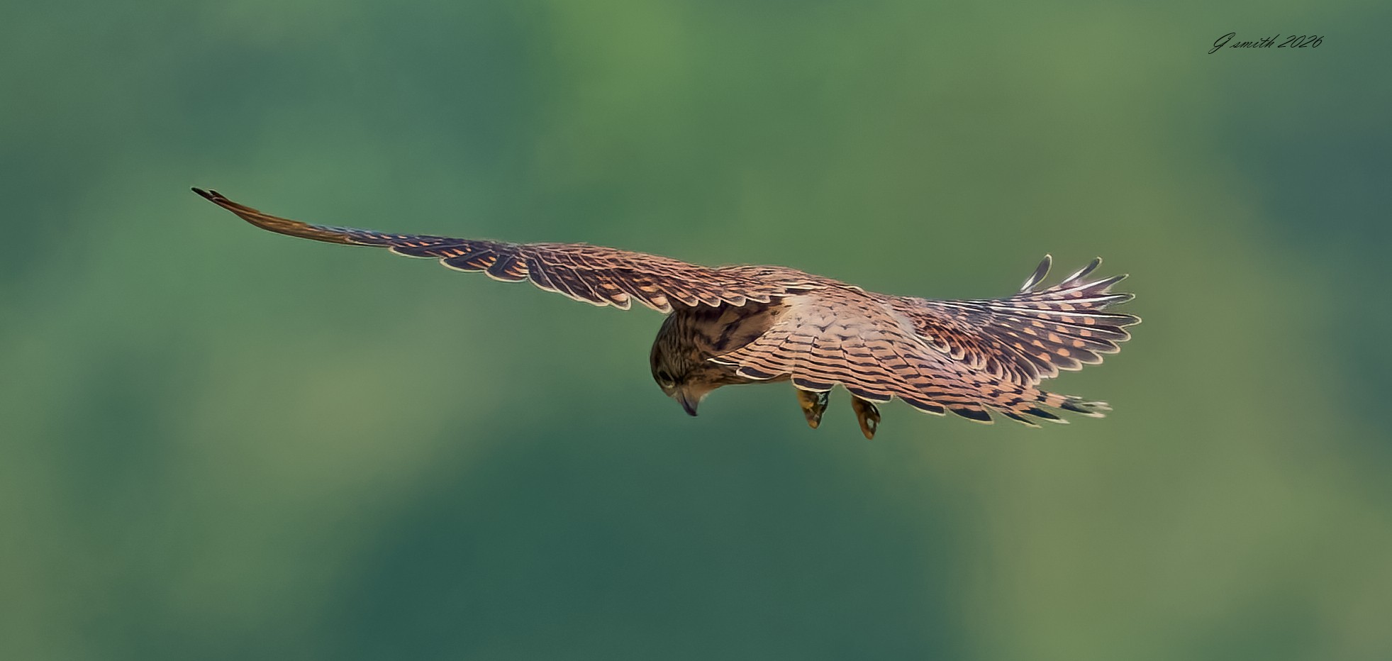 kestrel 2026_45.jpg