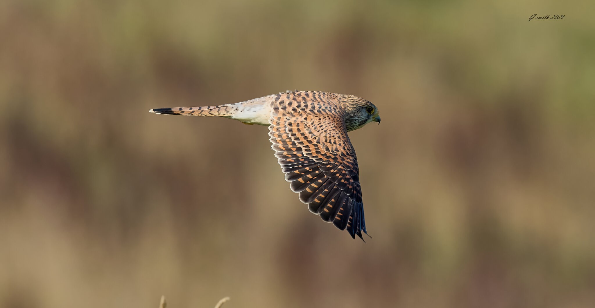 kestrel 2026_83.jpg