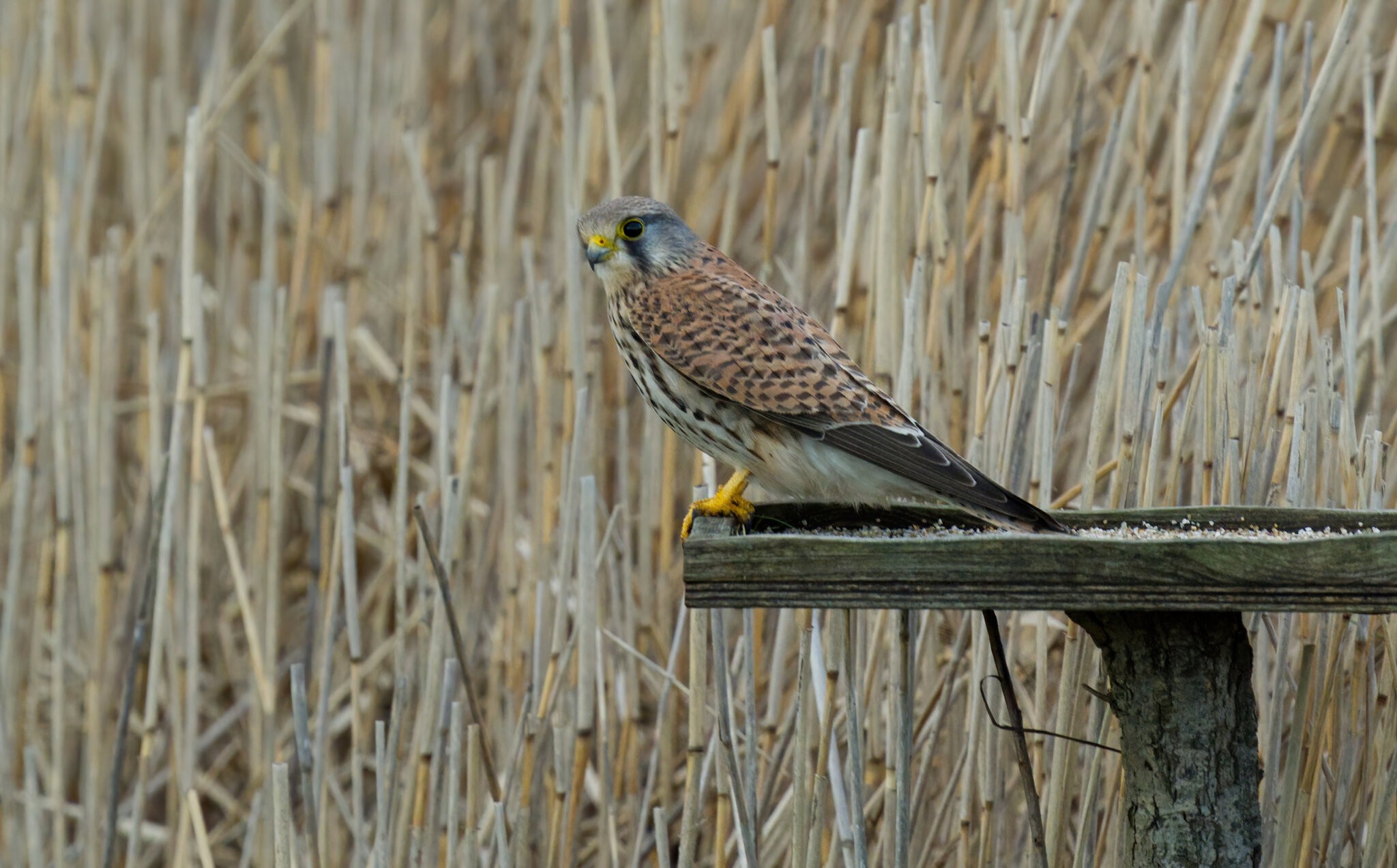 Kestrel Bird Table Co.jpg