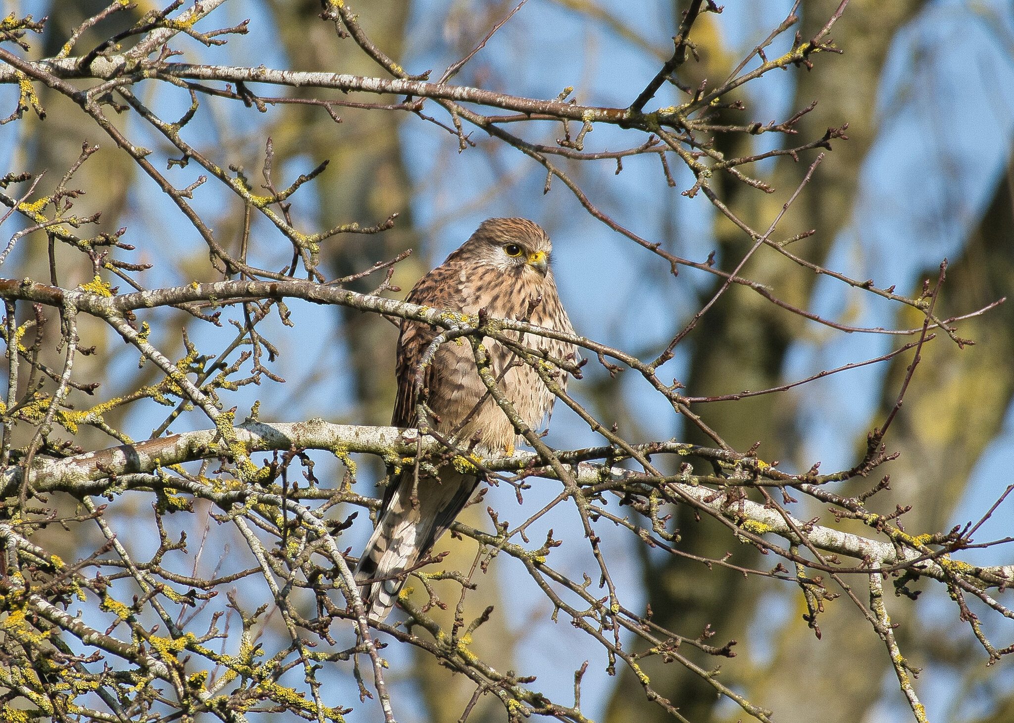 Kestrel