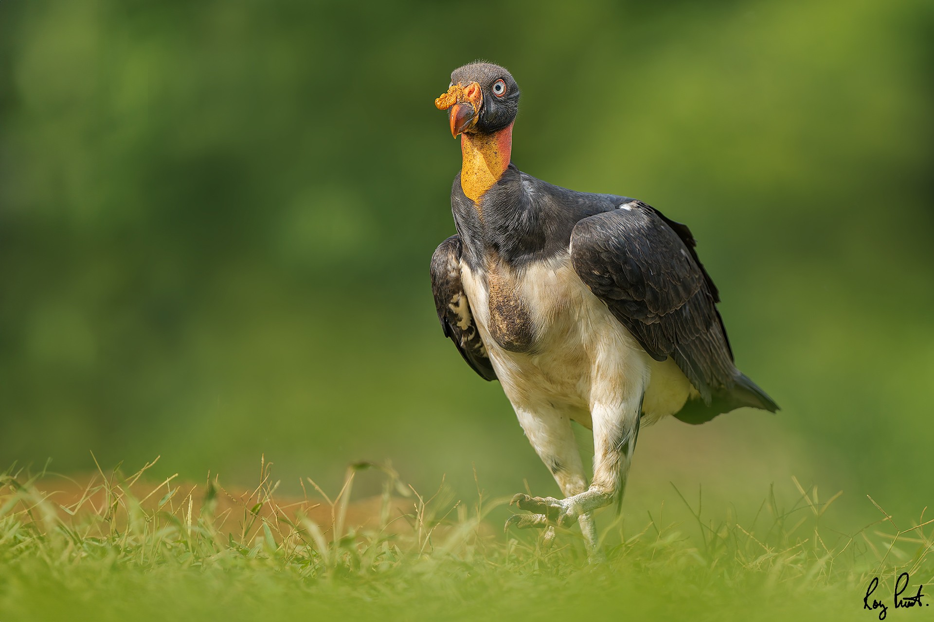 King-Vulture-22818-ARW.jpg