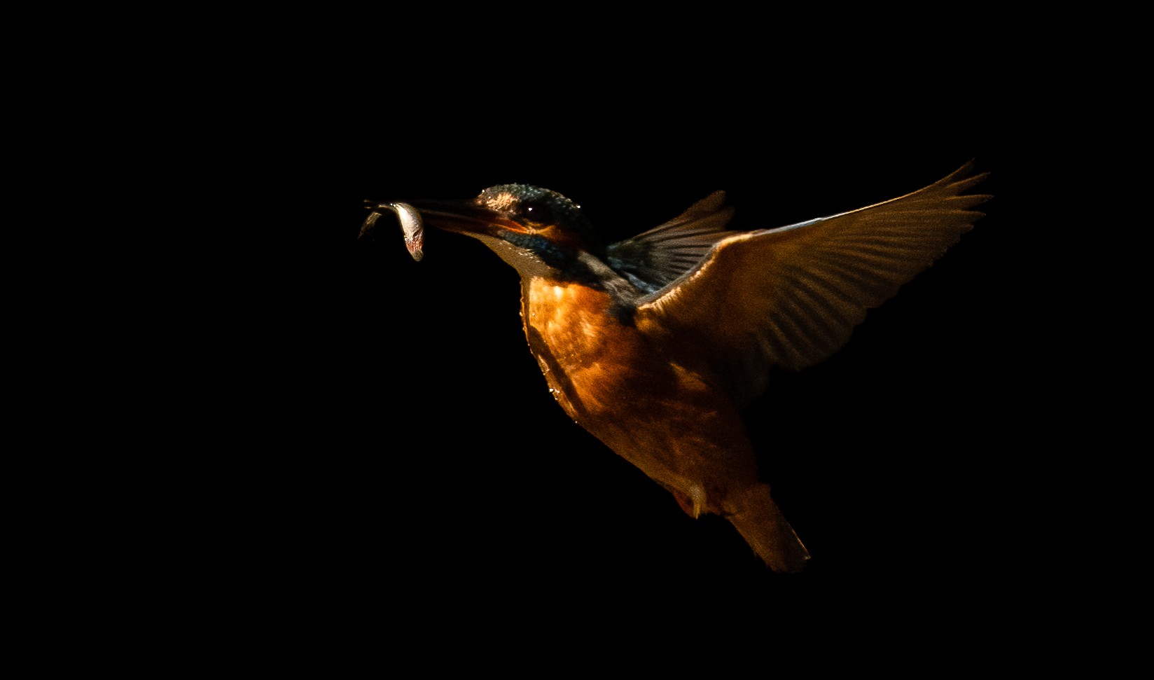 kingfisher-6.jpg