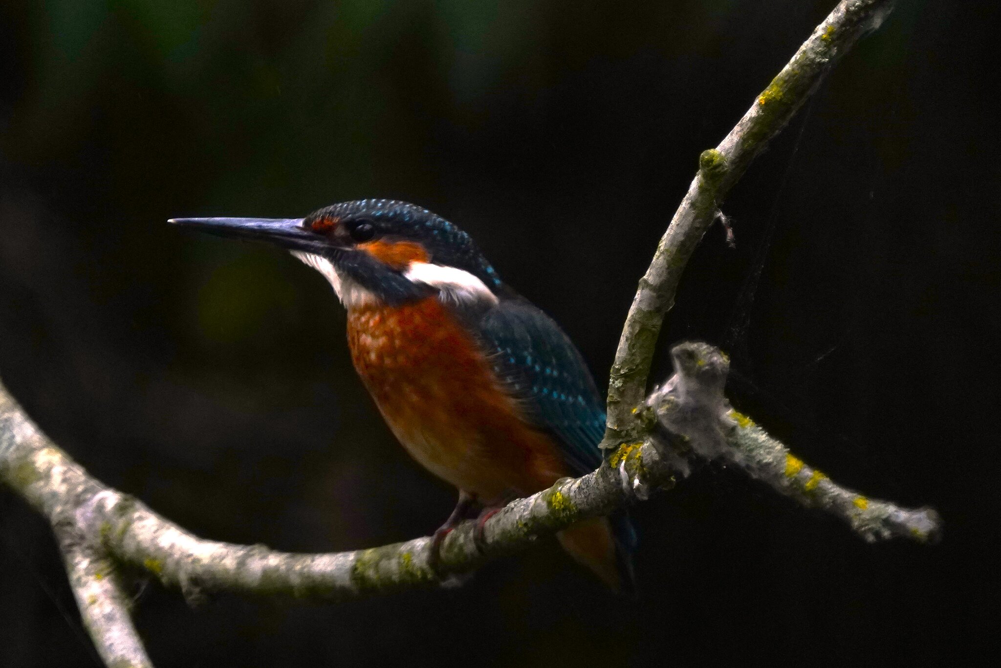 kingfisher 7.JPG