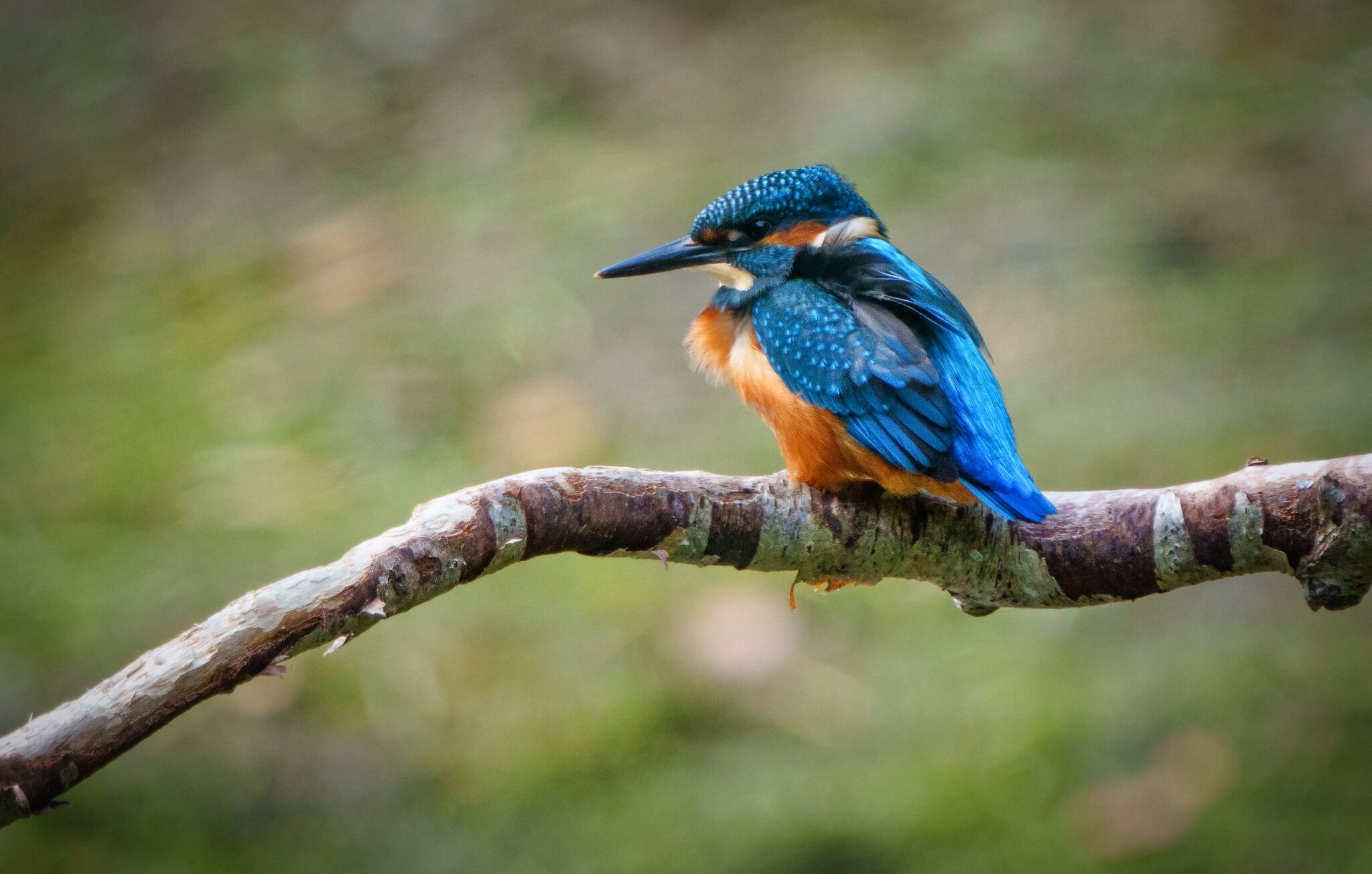 Kingfisher Alcedo atthis-2.jpg