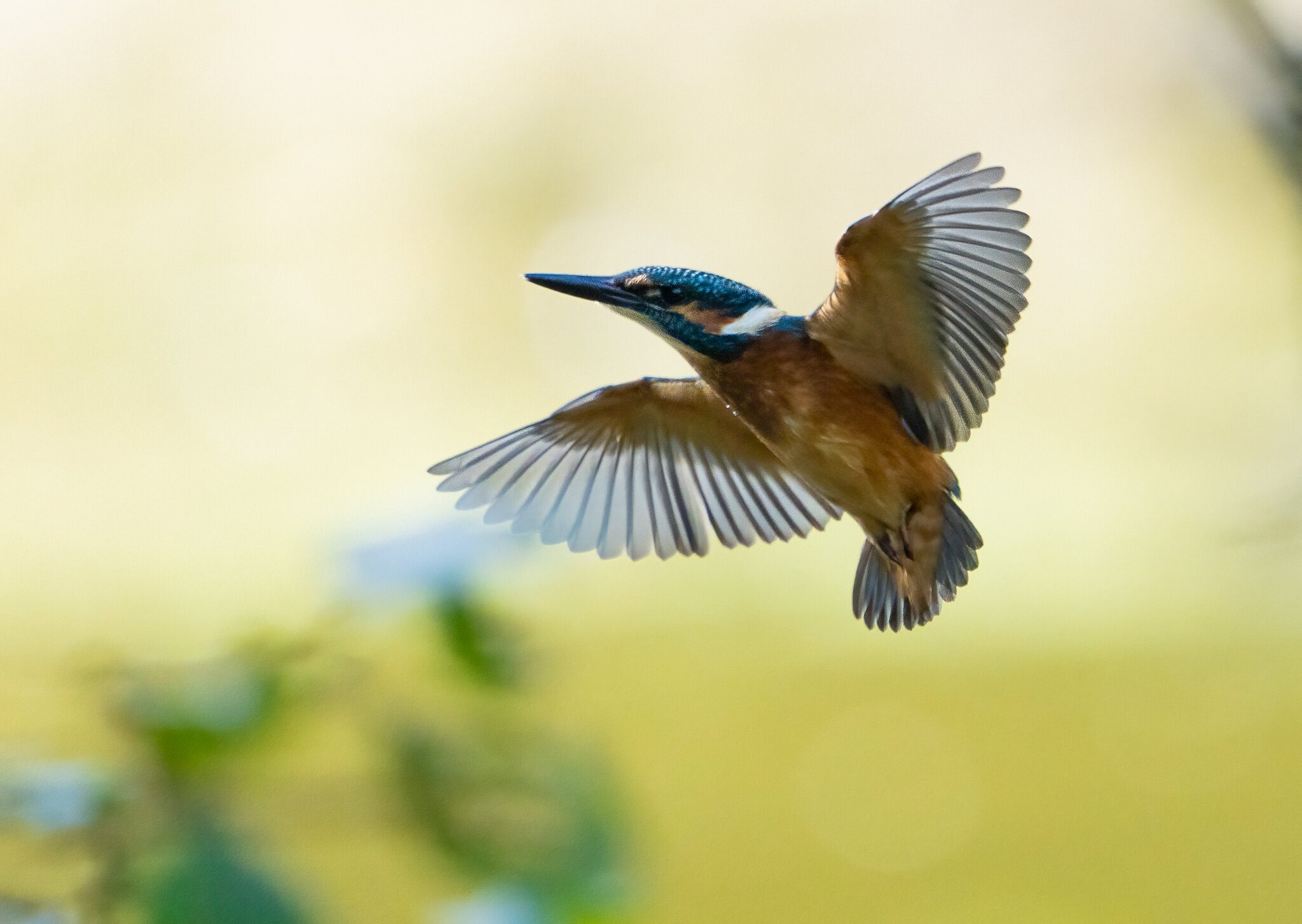 Kingfisher Alcedo atthis-4.jpg