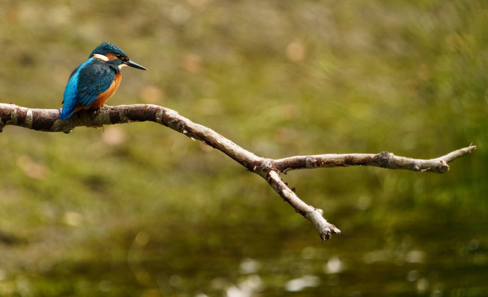 Kingfisher Alcedo atthis-5.jpg