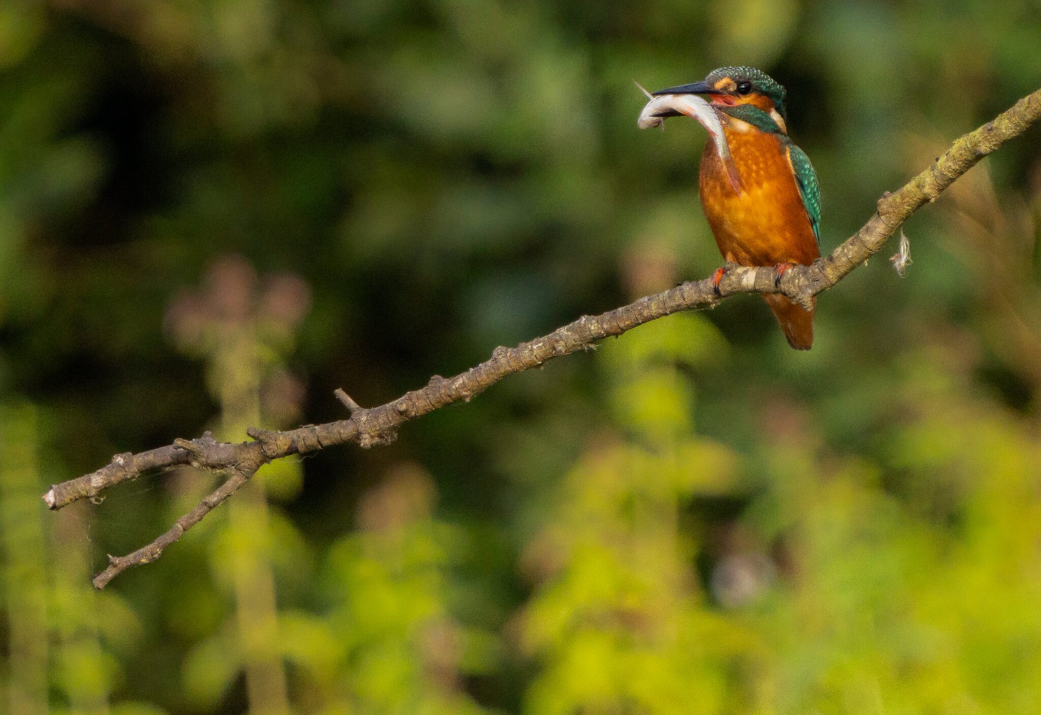 kingfisher alcedo atthis.jpg