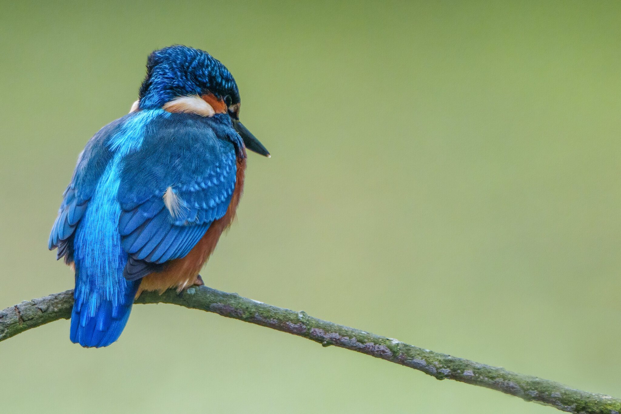 Kingfisher Alcedo atthis.jpg