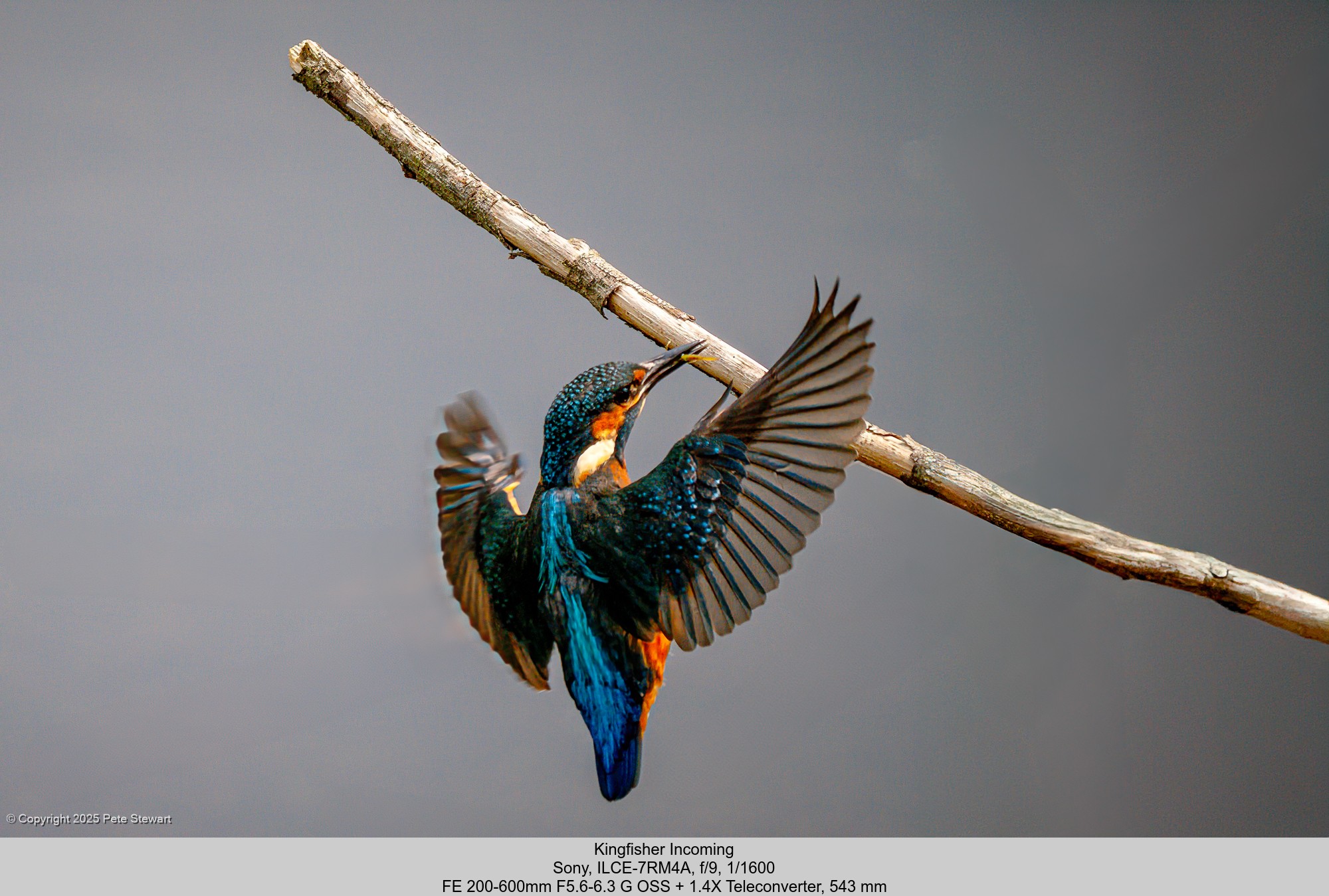 Kingfisher.jpg