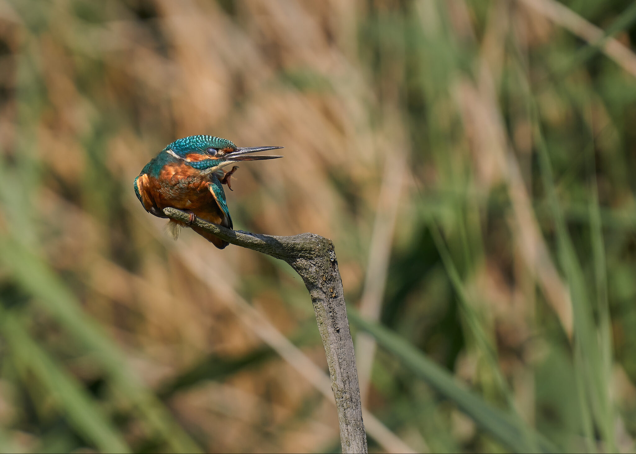 Kingfisher Kung Fu.jpg