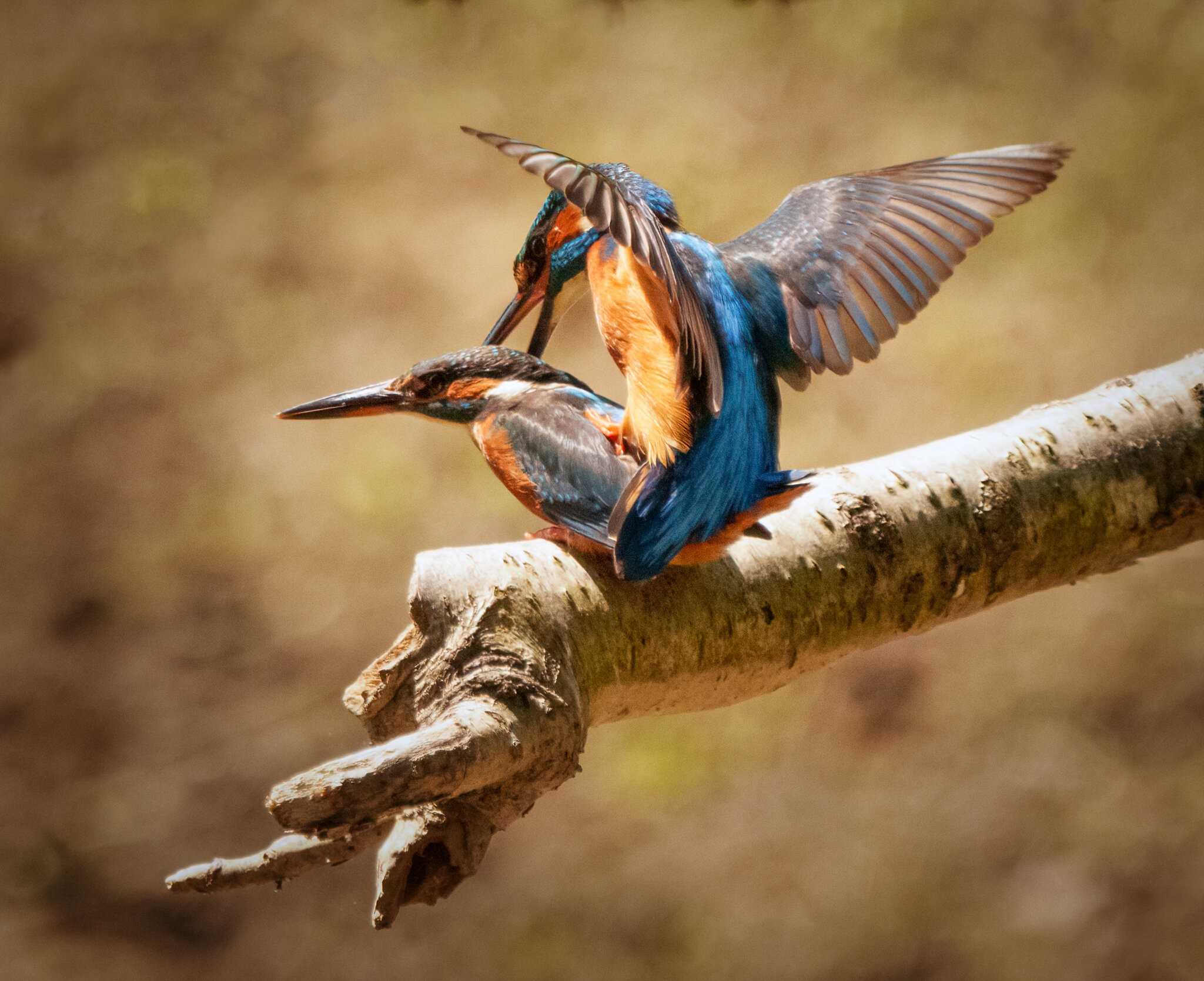 kingfisher love.jpg