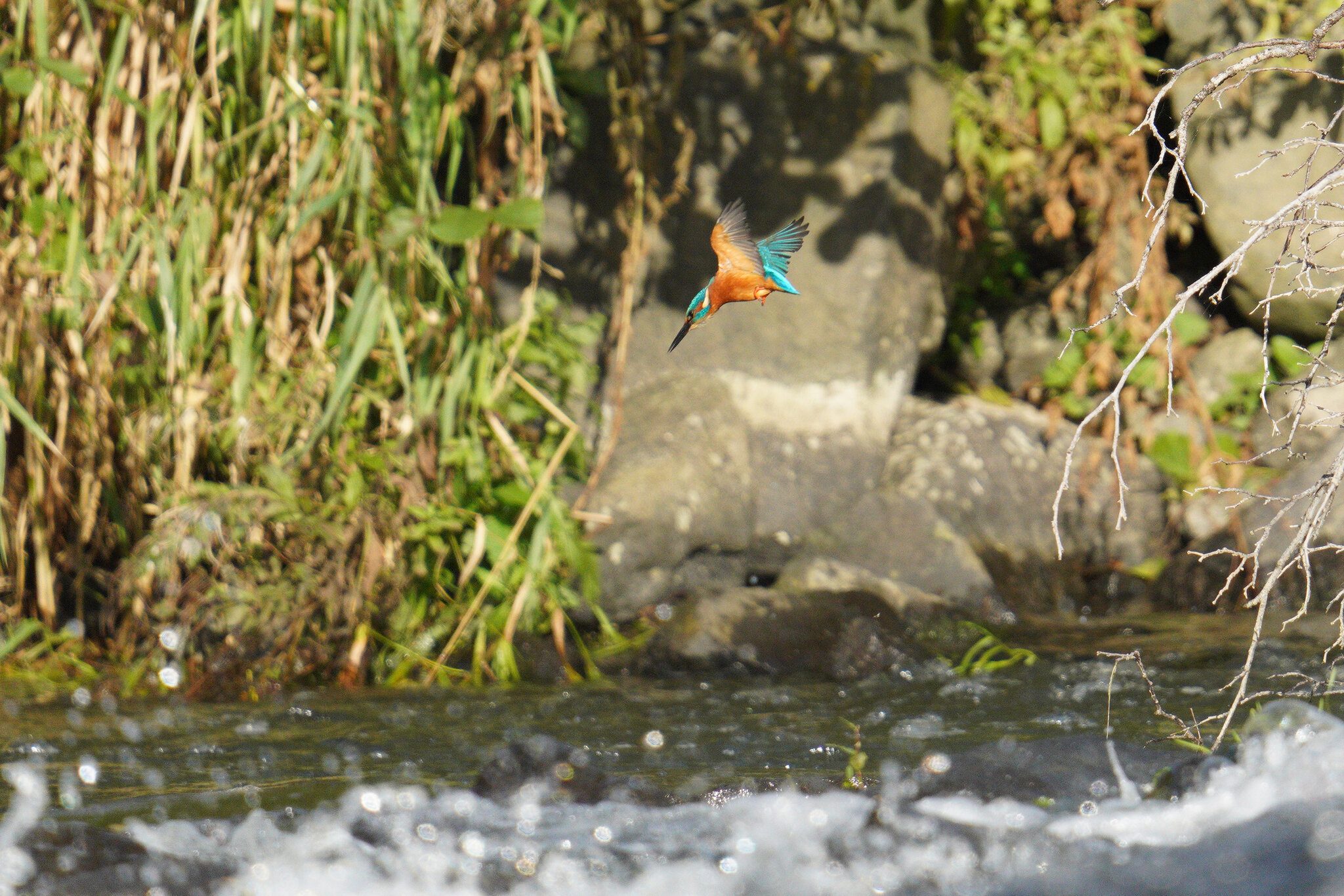 kingfisher-ludlow.jpg