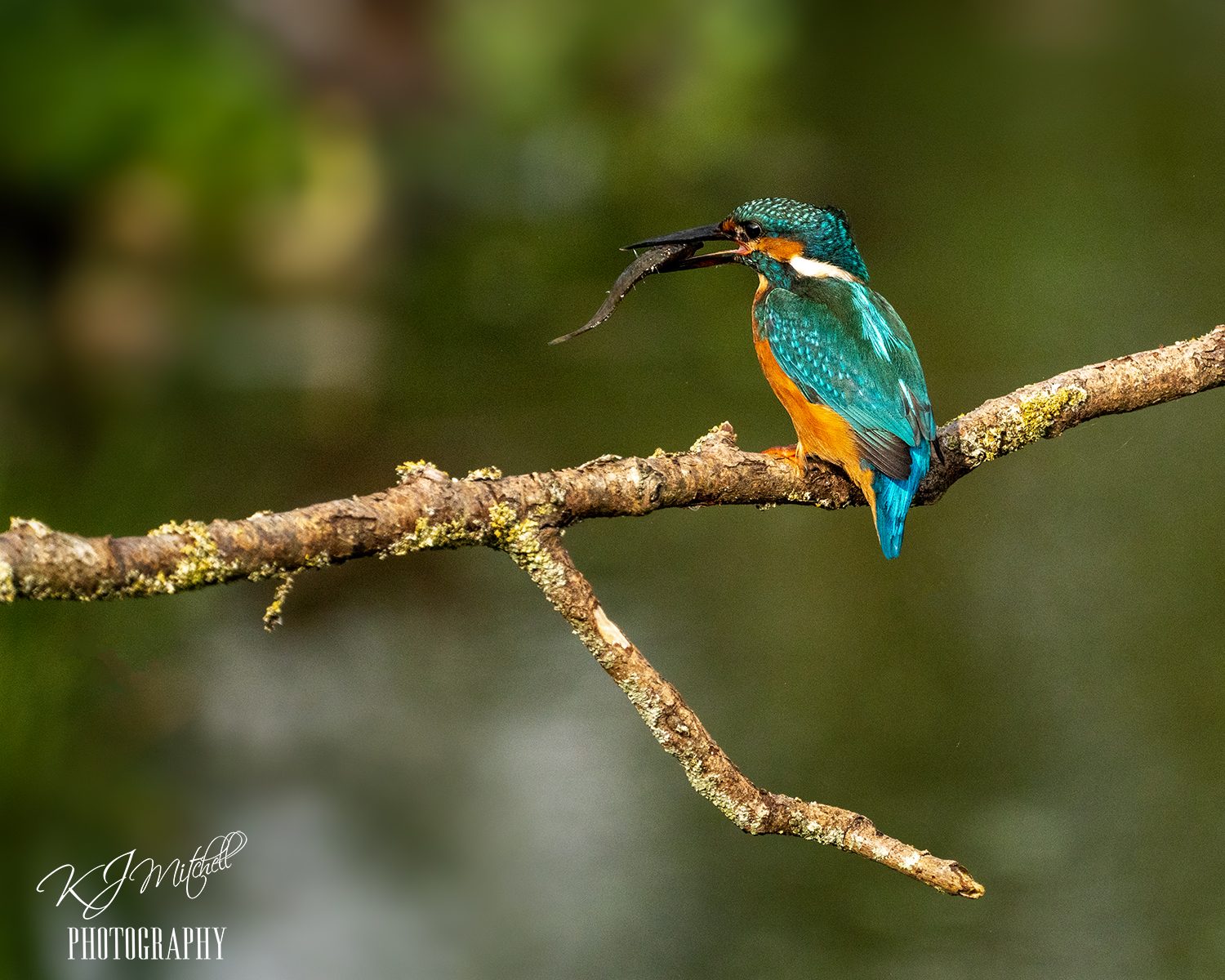 Kingfisher