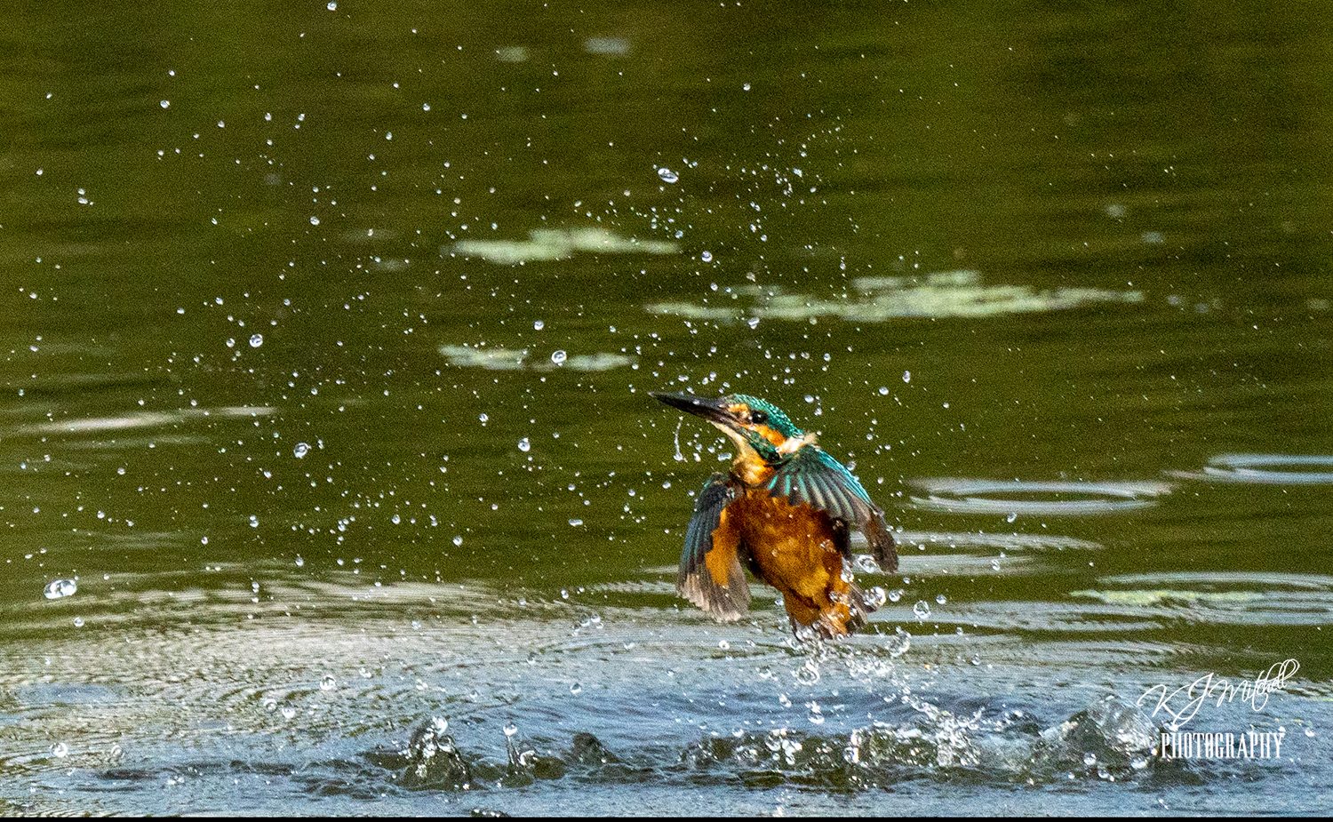 Kingfisher