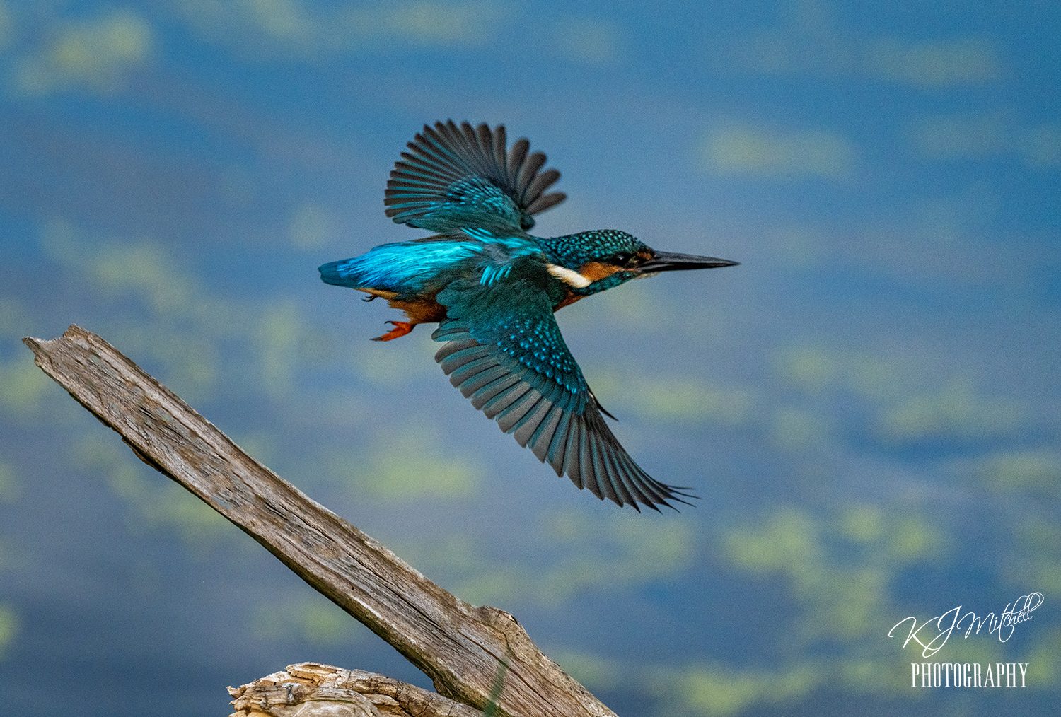 Kingfisher