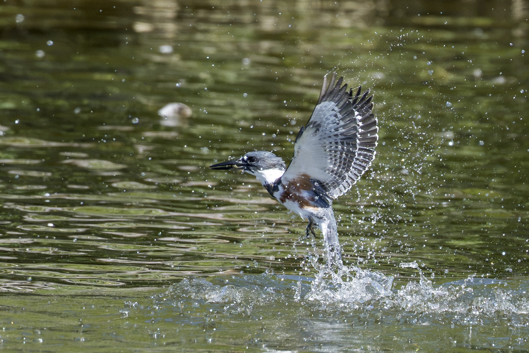 kingfisher06.jpg