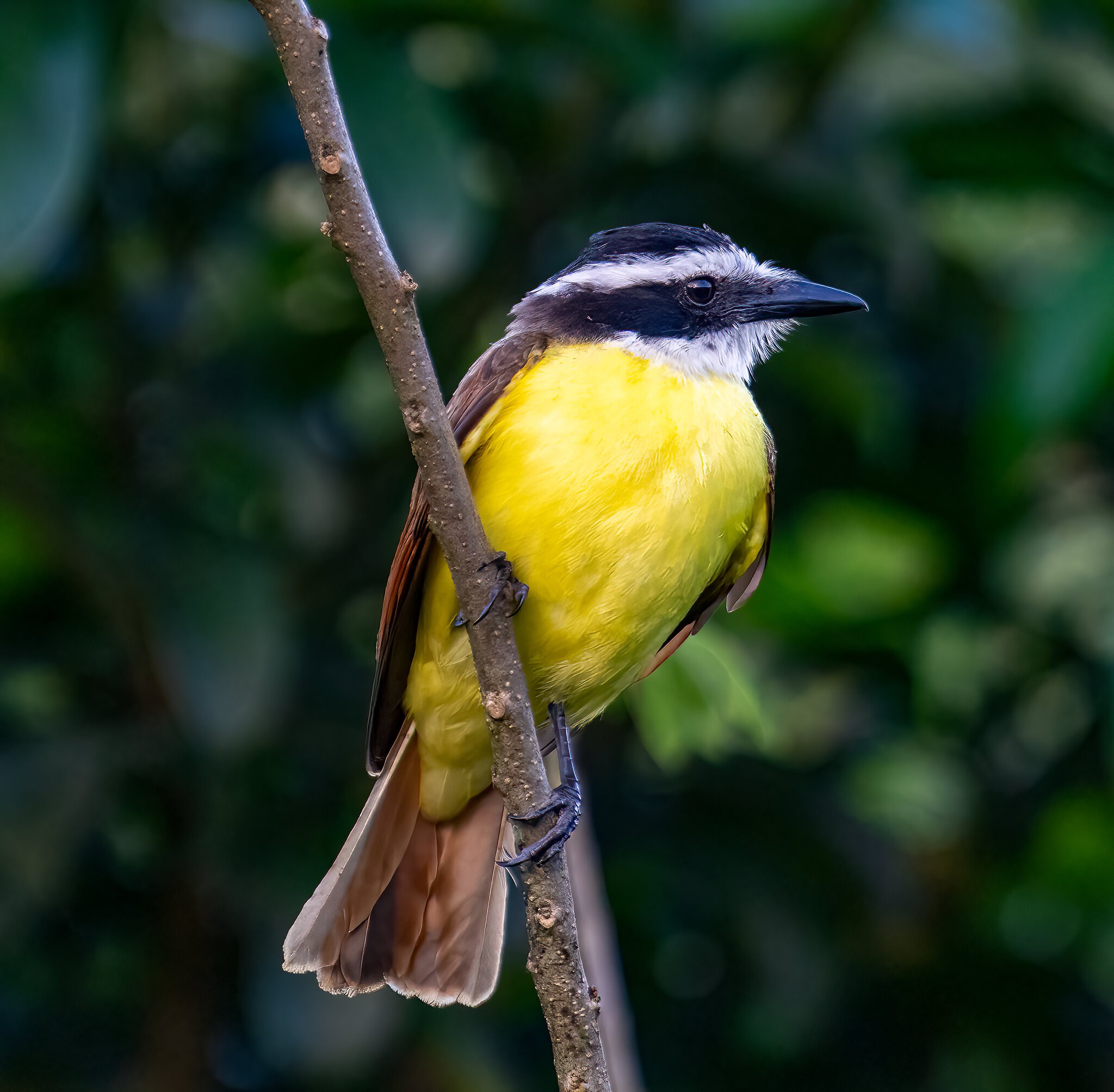 Kiskadee-1.jpg