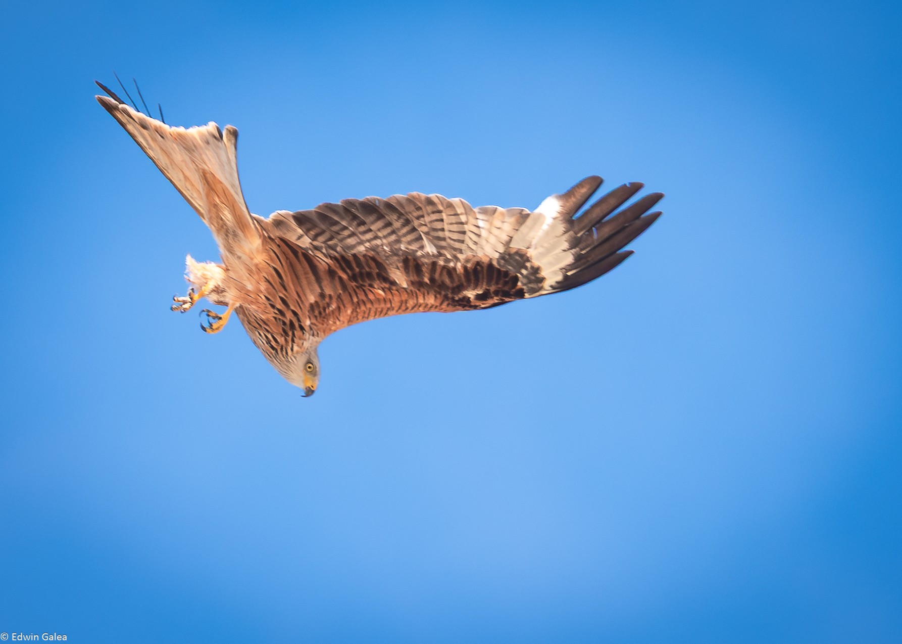 kite-12.jpg