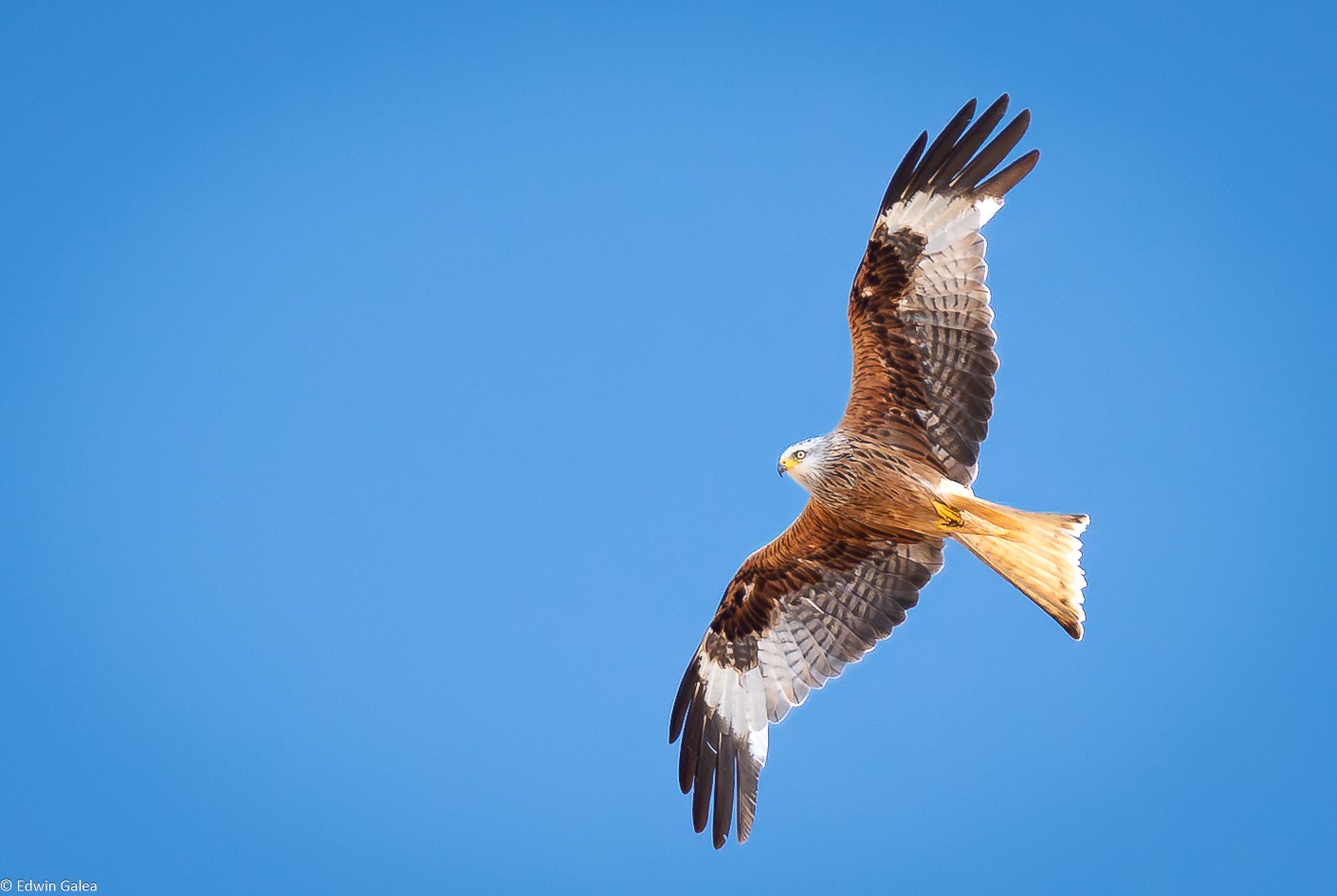 kite-22.jpg