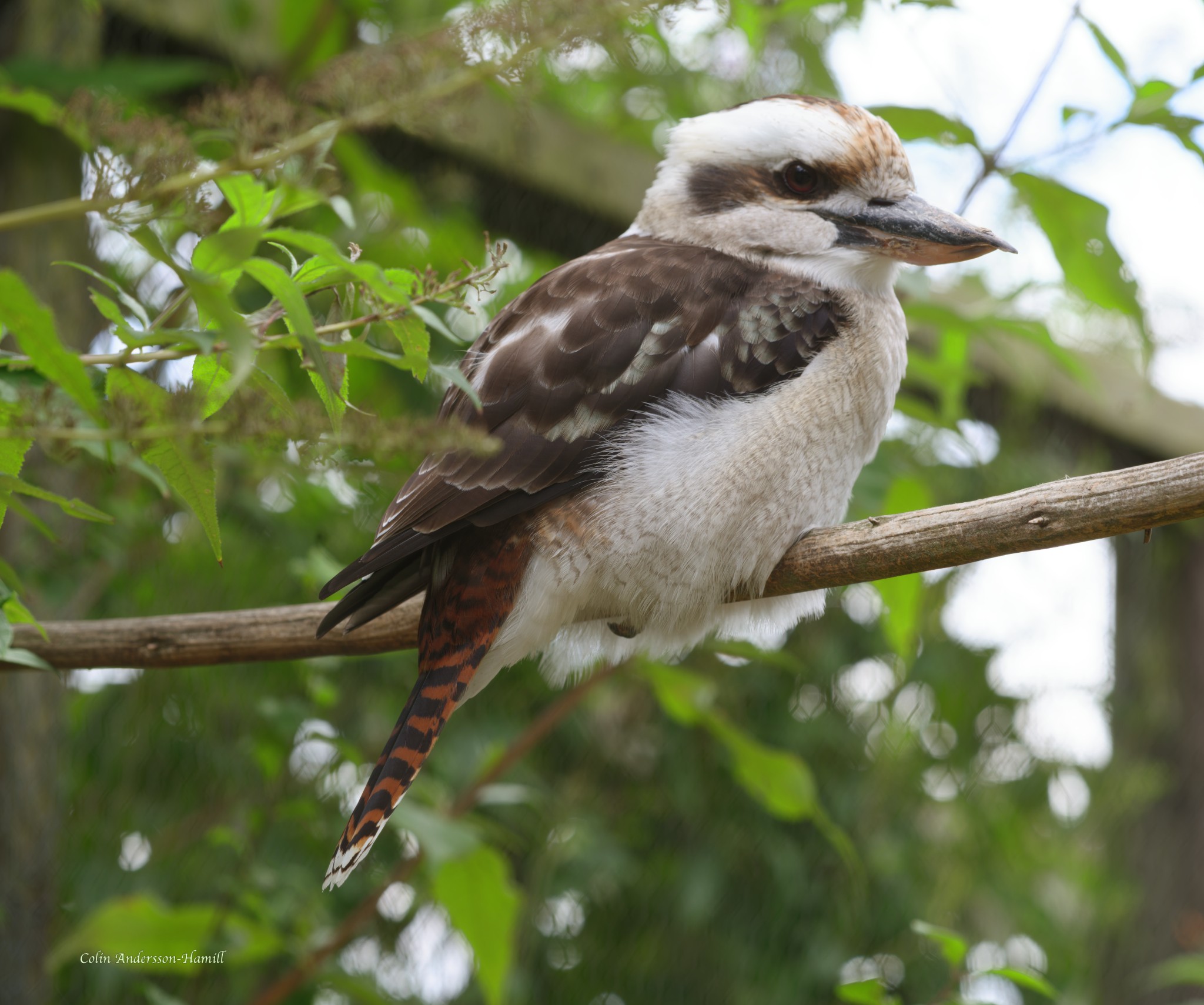 Kookaburra