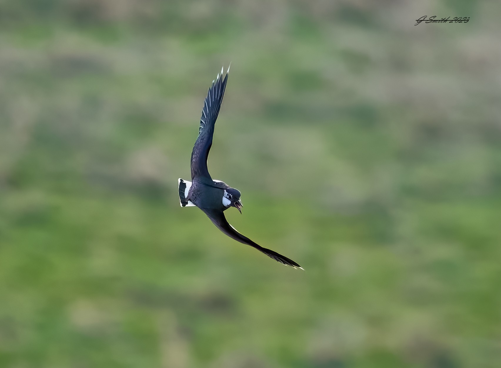 lapwing 2023 2.jpg