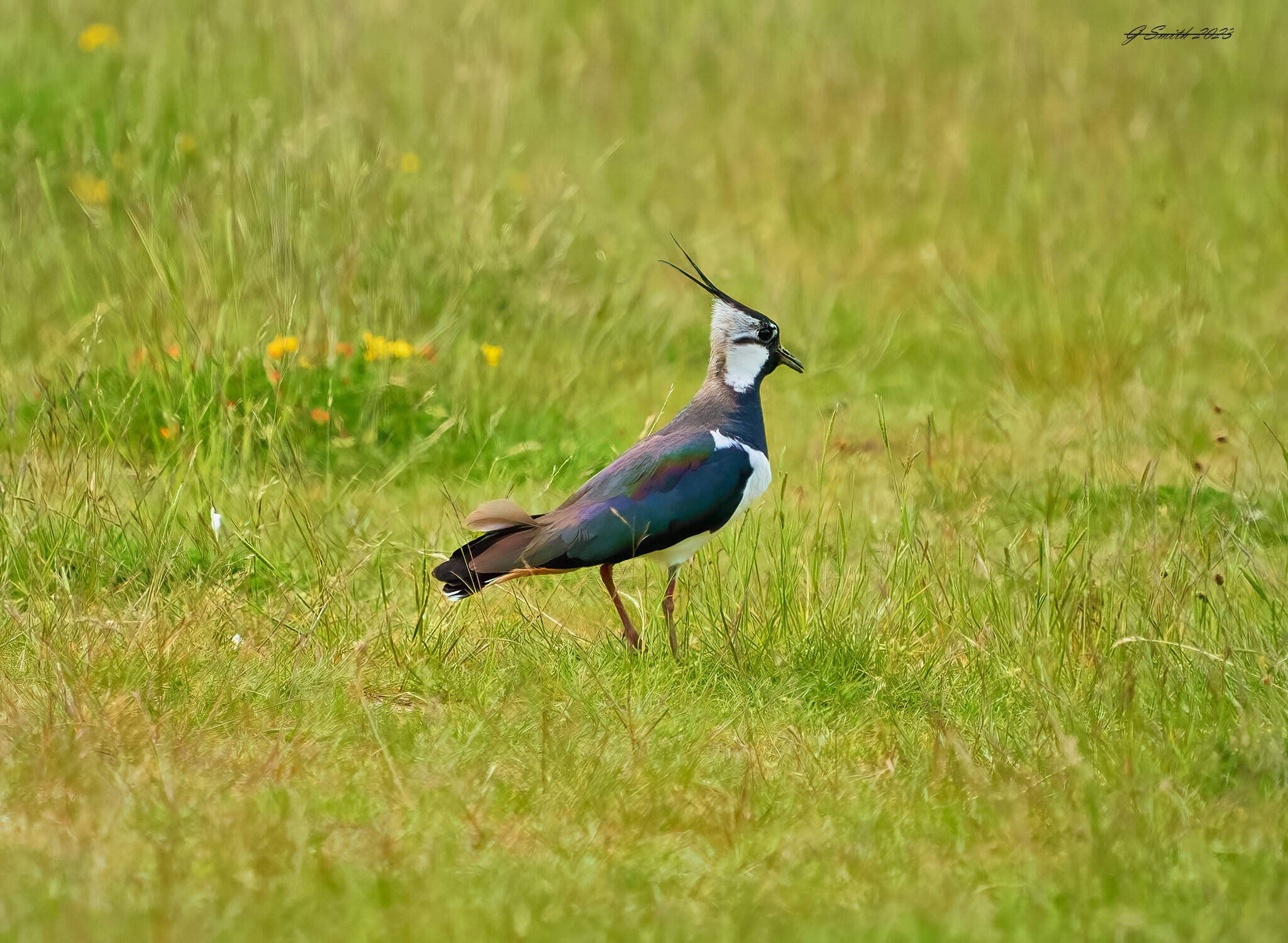 lapwing 2023 21.jpg