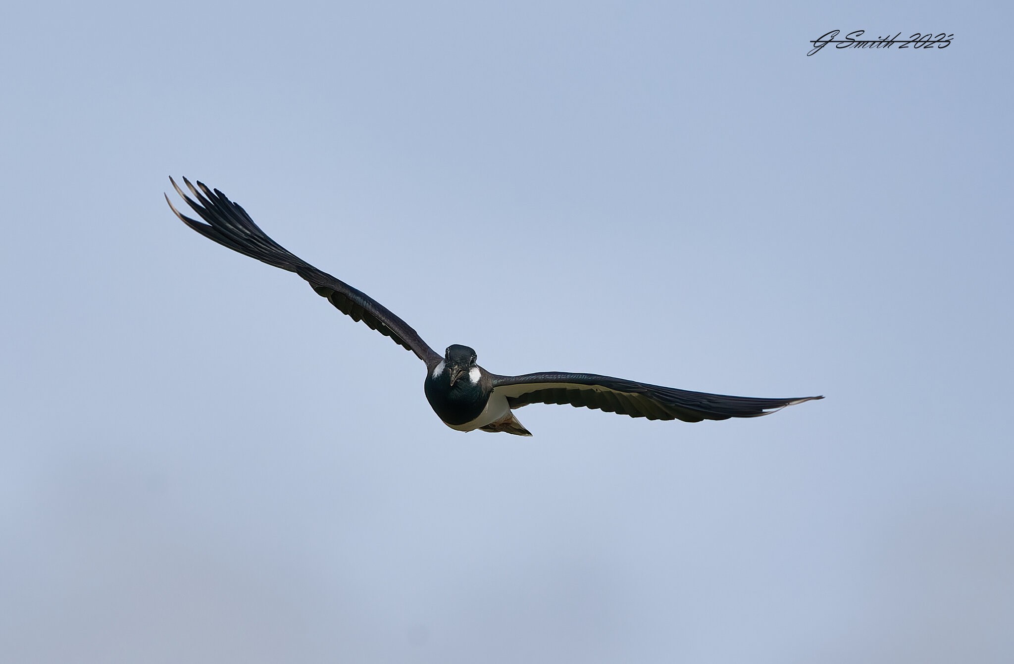 lapwing 2023 5.jpg